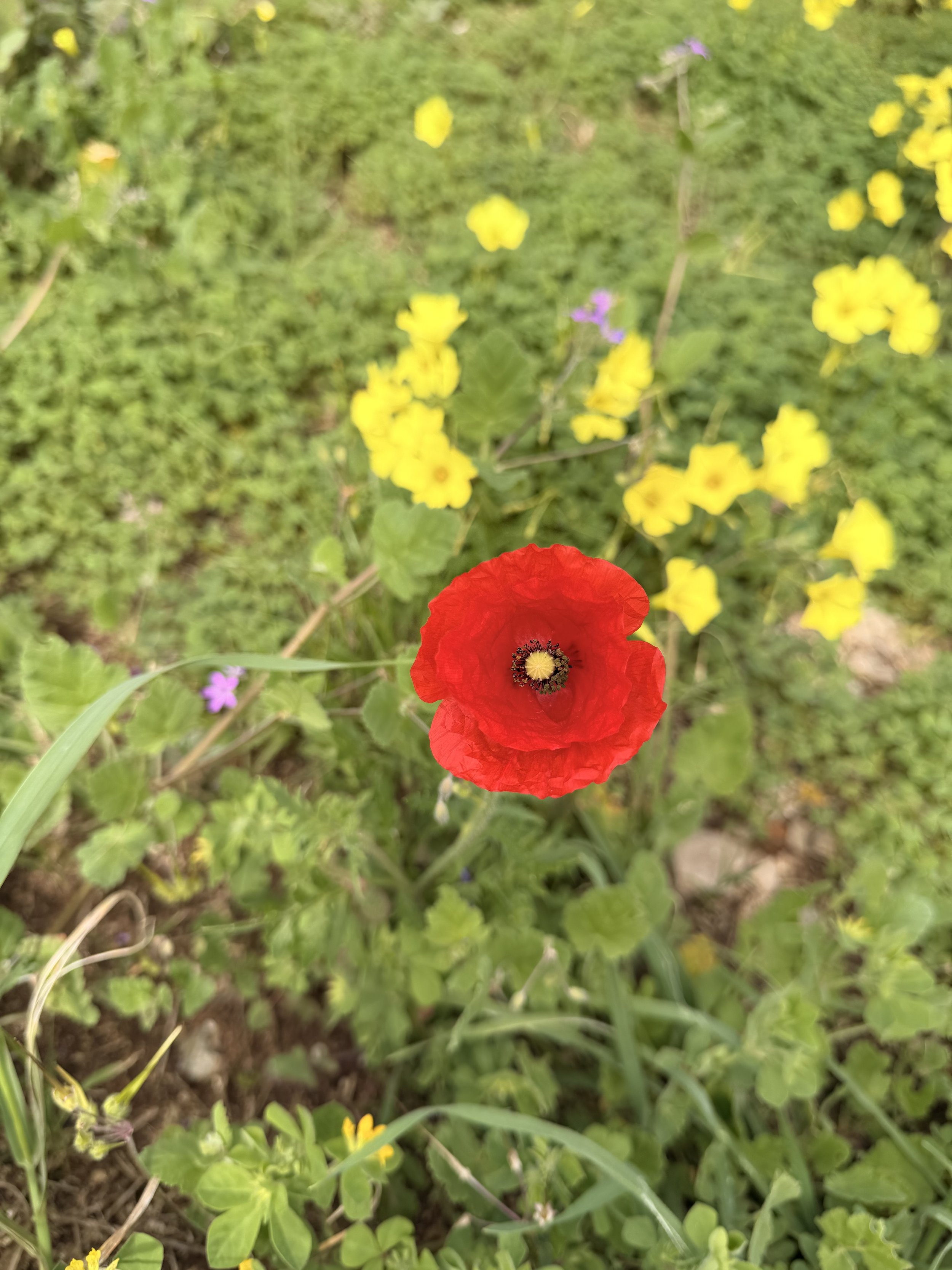 Day 127 - Rainy Day, Big Dreams and Building Our Travel Website