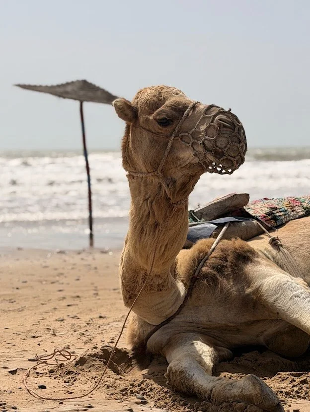 Day 180 - Our First Full Day in Sidi Kaouki, Featuring Horses, Wind and Travel Reality