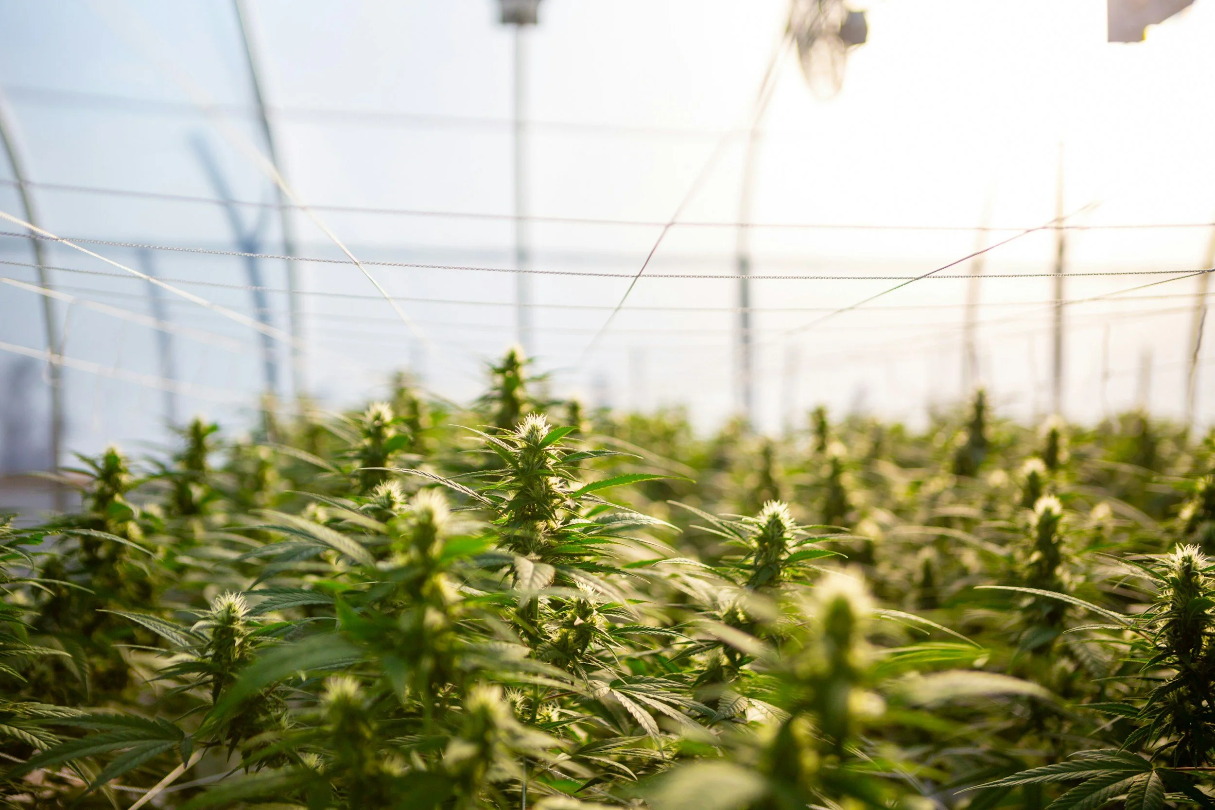 Indoor greenhouse with cannabis plants growing under artificial lights.
