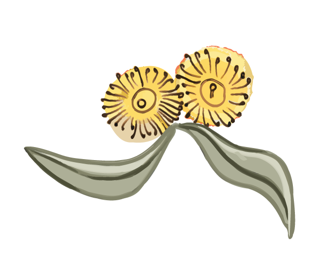Illustration of melliodora eucalyptus leaves and two yellow flowers