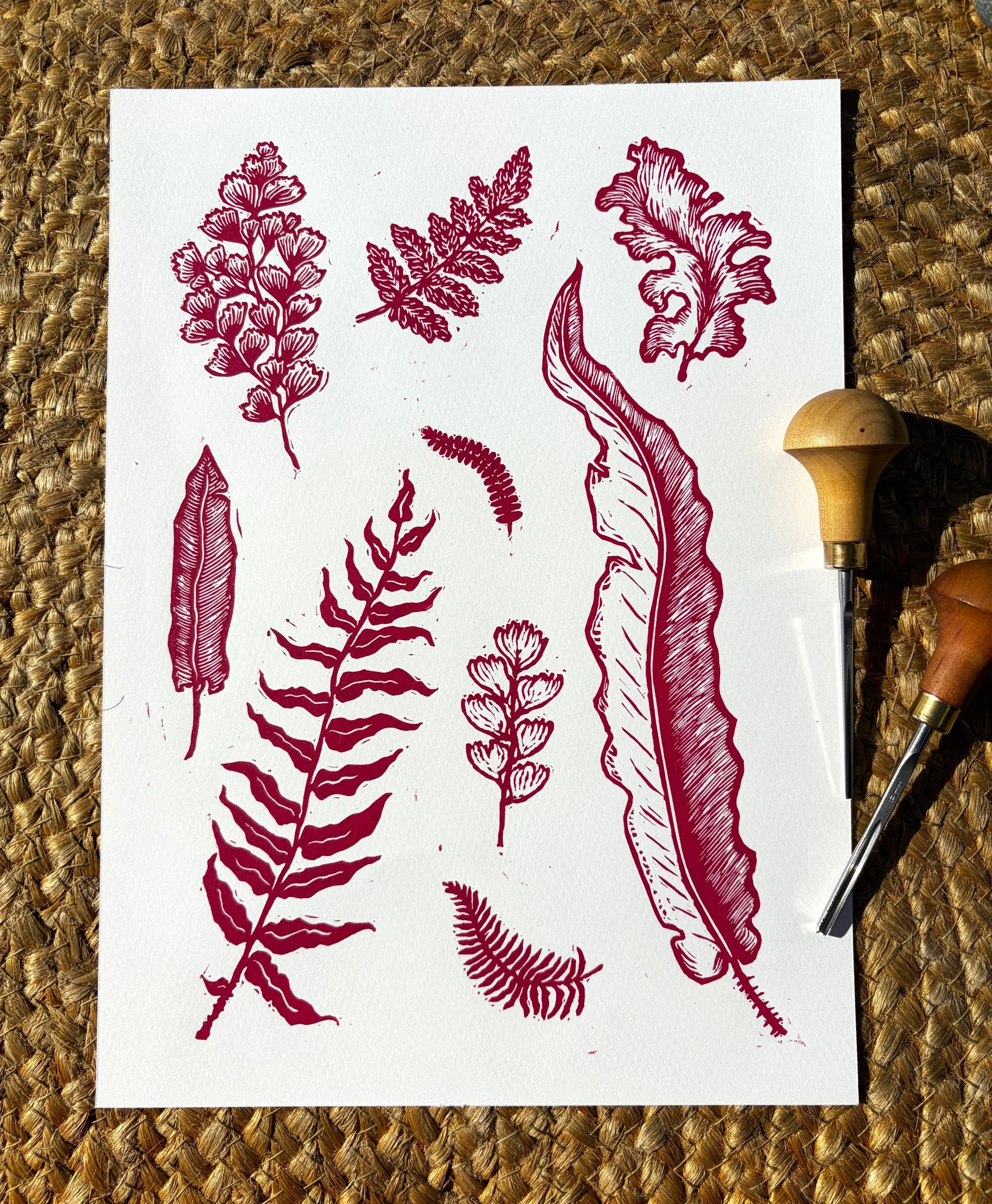 Ferns