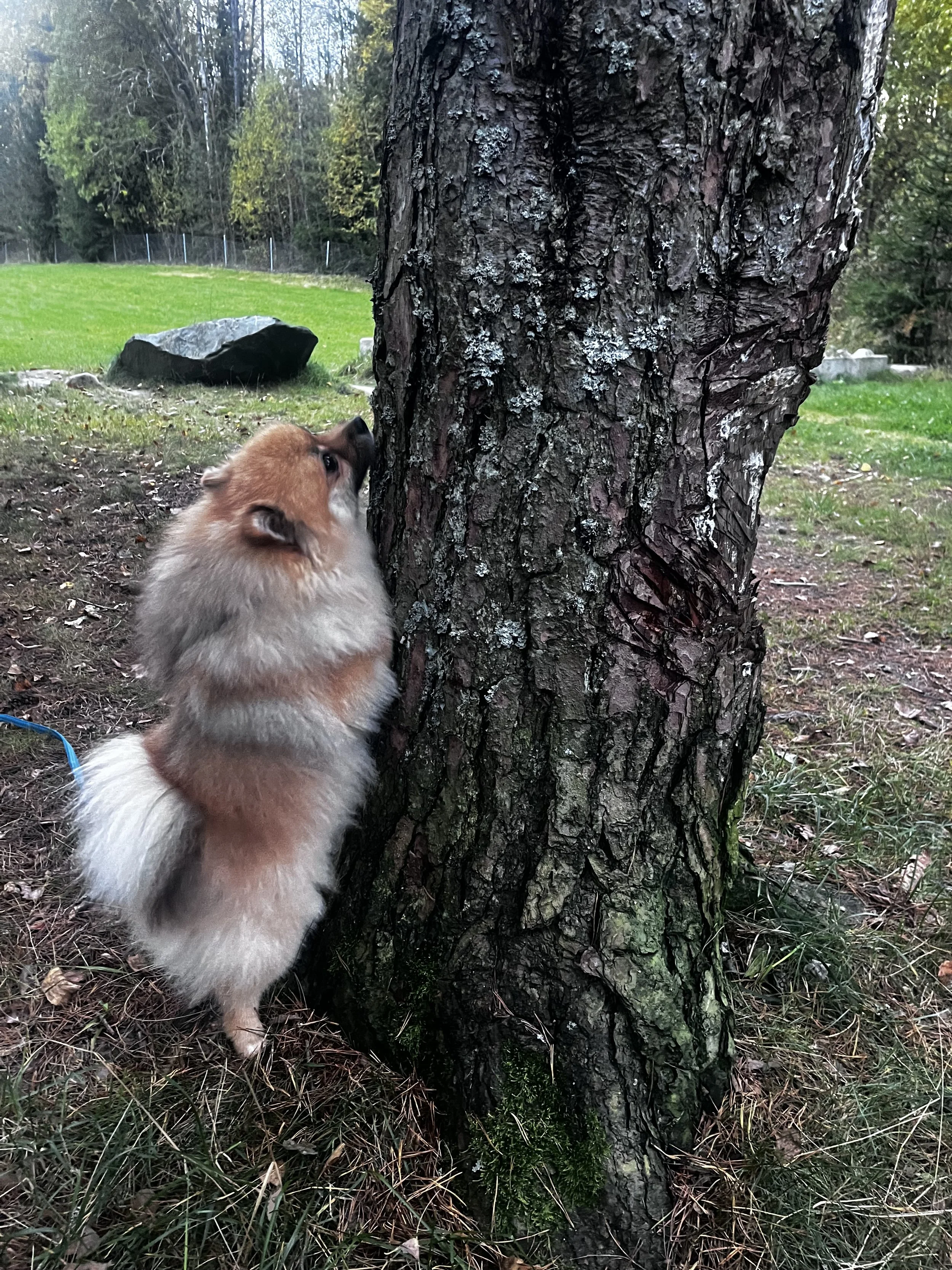 En liten hund med lys pels, som lukter på en stor trestamme i en park.