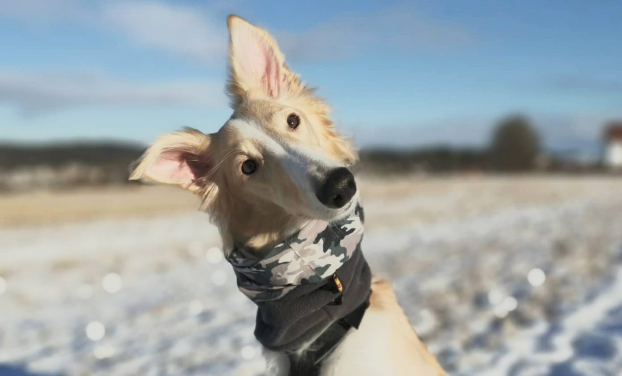En valp med beige og hvit pels, iført en kamuflasjemønstret halsbånd, på en snødekt utendørs bakgrunn.