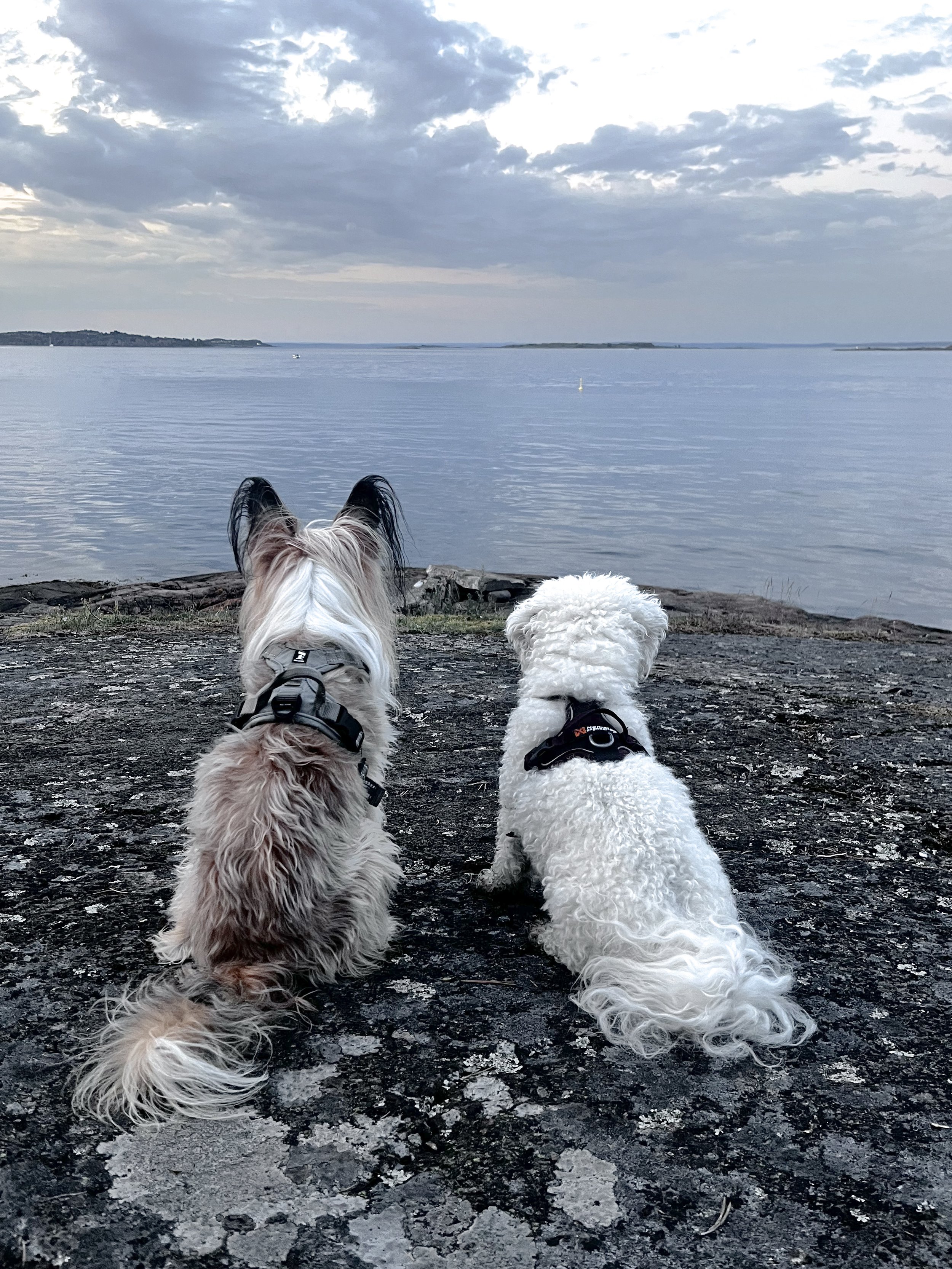 To hunder sitter på en stein ved vann, med utsikt over en åpen kropp av vann og en overskyet himmel.