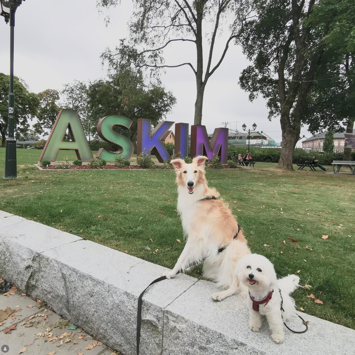 To hunder, en større og en mindre, foran en park med et skilt som sier "ASKIM". Den større hunden er beige og hvit, den mindre er hvit, og begge har på seg seler. Det er trær og benker i bakgrunnen.