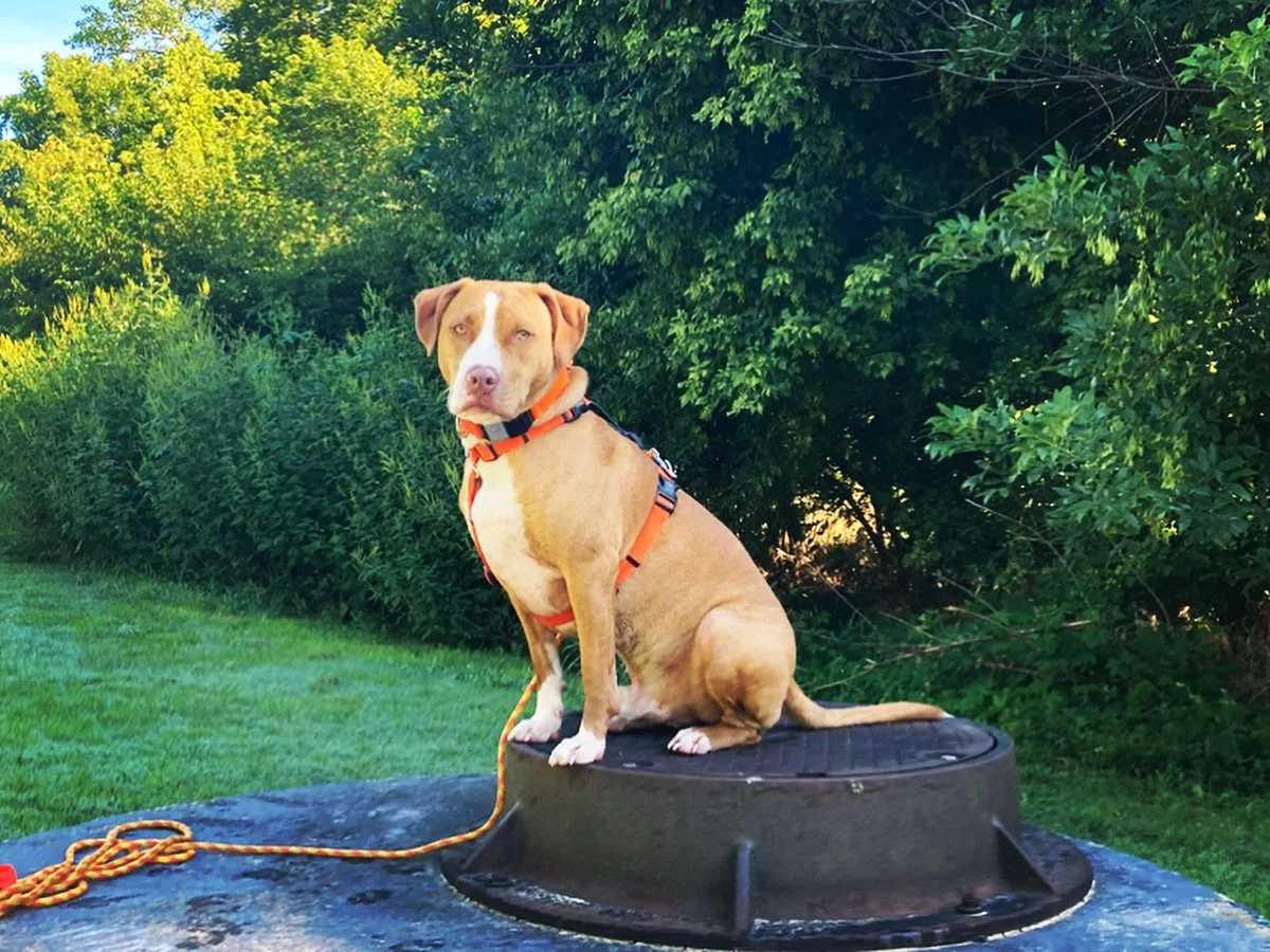 Forget About Obedience