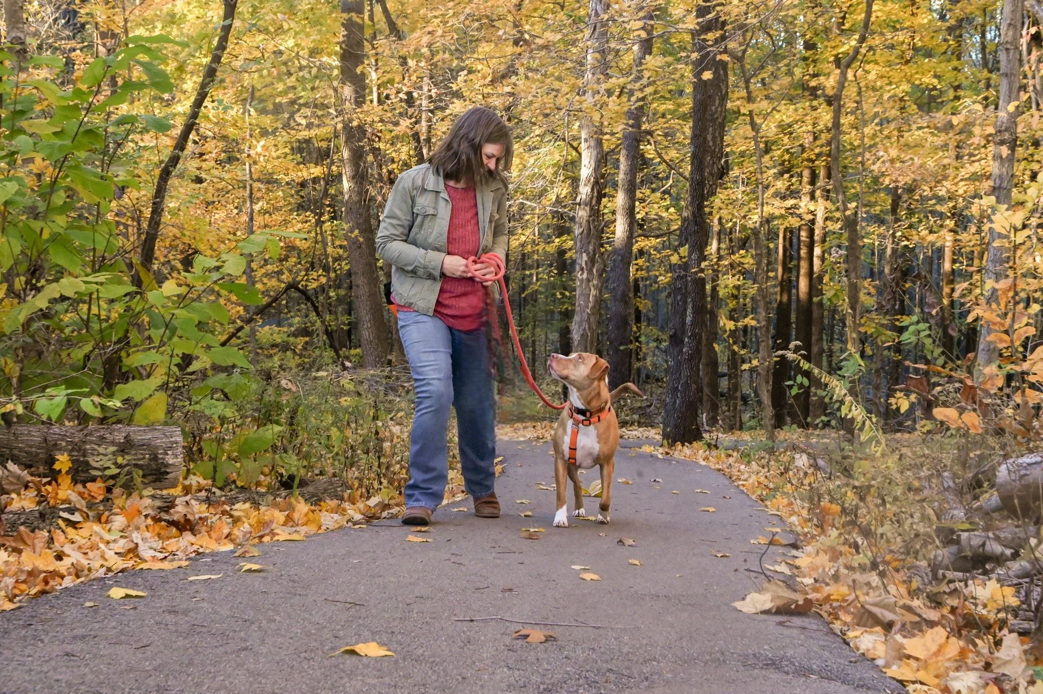 A woman walking her dog on a forest trail during autumn, with colorful fall leaves on the ground and trees.