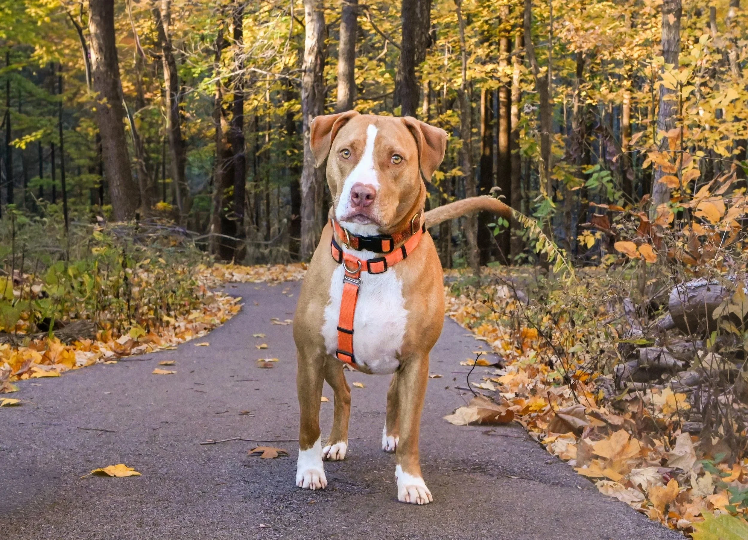 A brown and white dog with a serious expression standing on a paved trail in a wooded area during fall, surrounded by colorful autumn leaves.