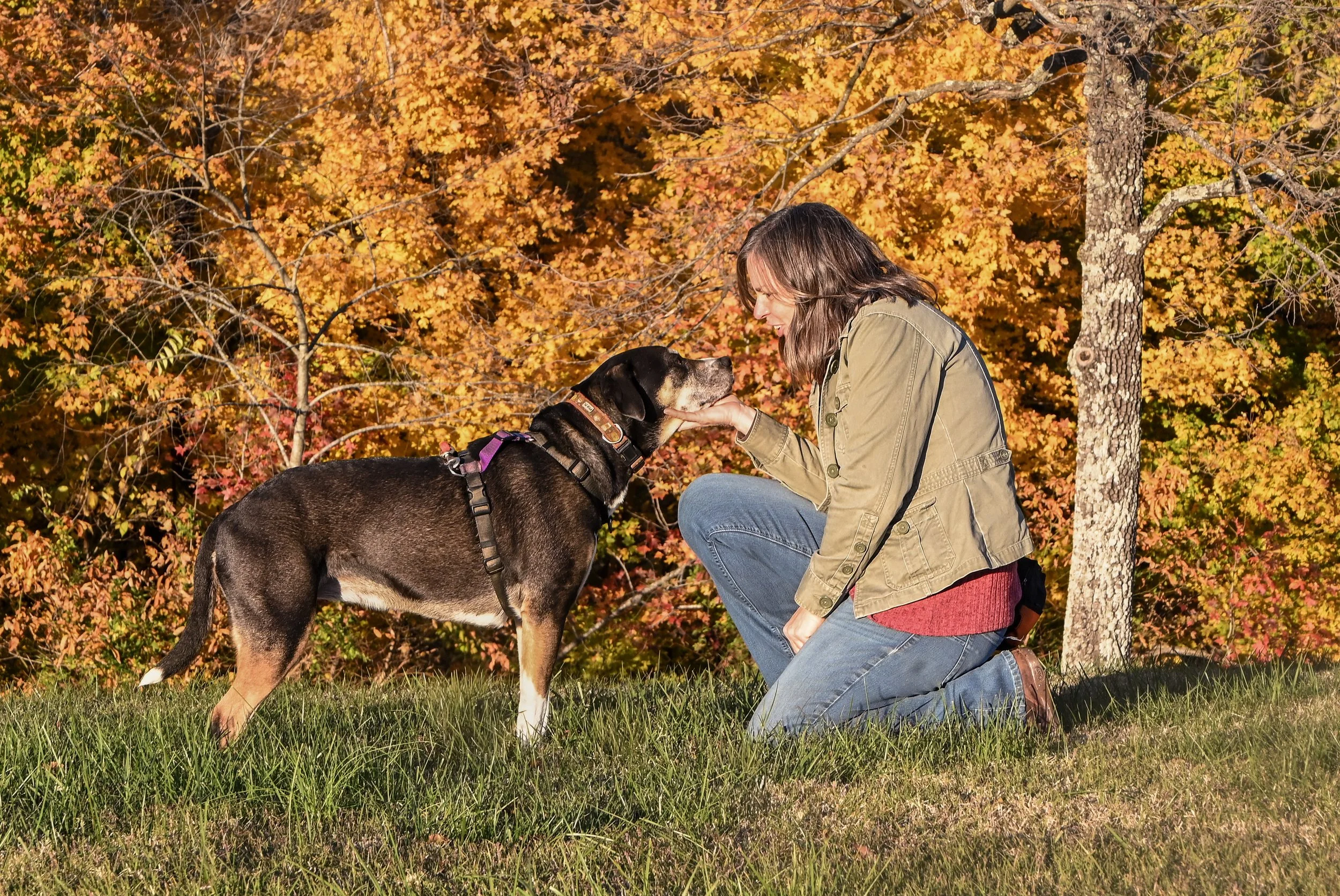 A woman kneeling on grass with autumn leaves and trees in the background, gently holding a dog's face while the dog looks at her.