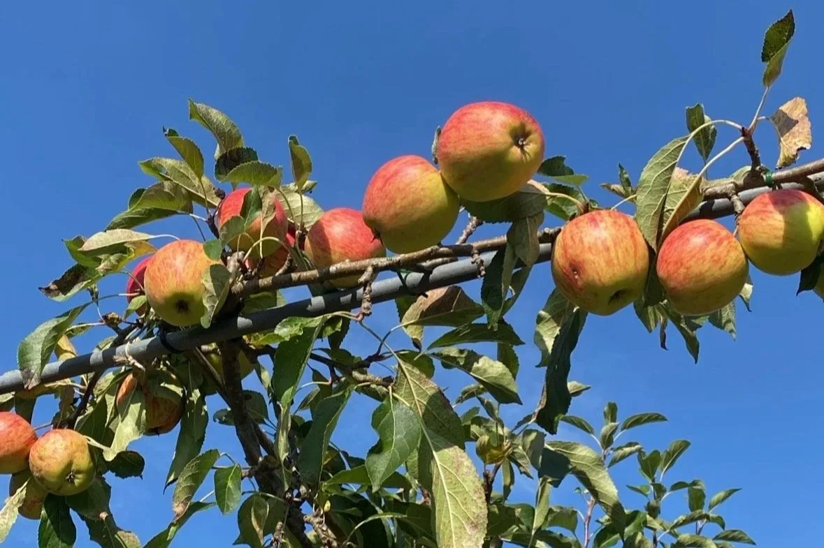 Is A Plant-Based Diet The Answer To Our Problems?