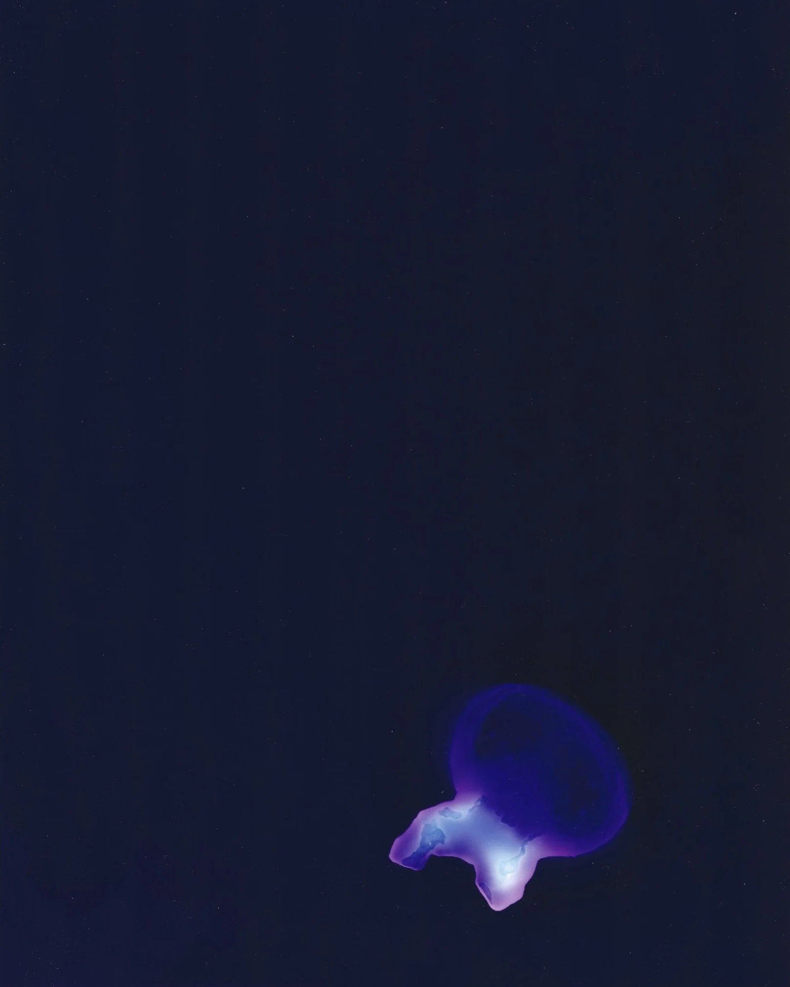 Untitled (Bubblegum)