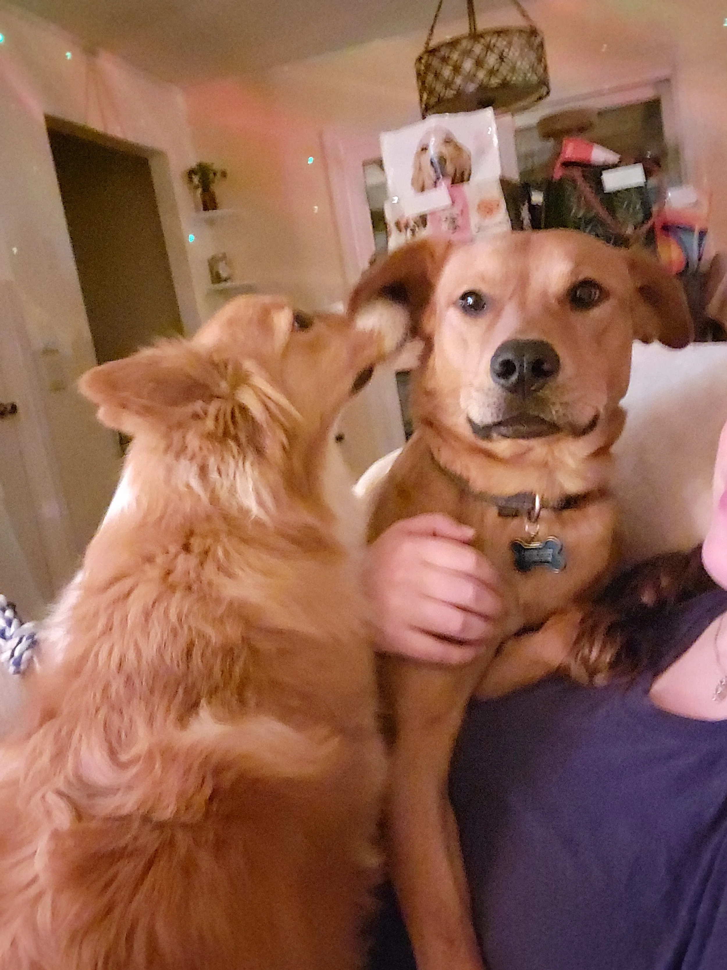 2 Weeks of Winter Pets!