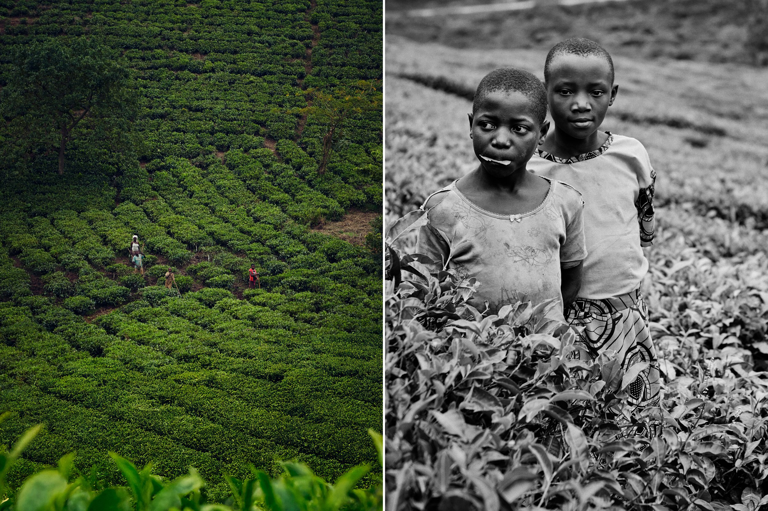 Left: Tea plantation with workers moving through rows, agricultural landscape
Right: Two children standing in dense crops, direct gaze in rural setting