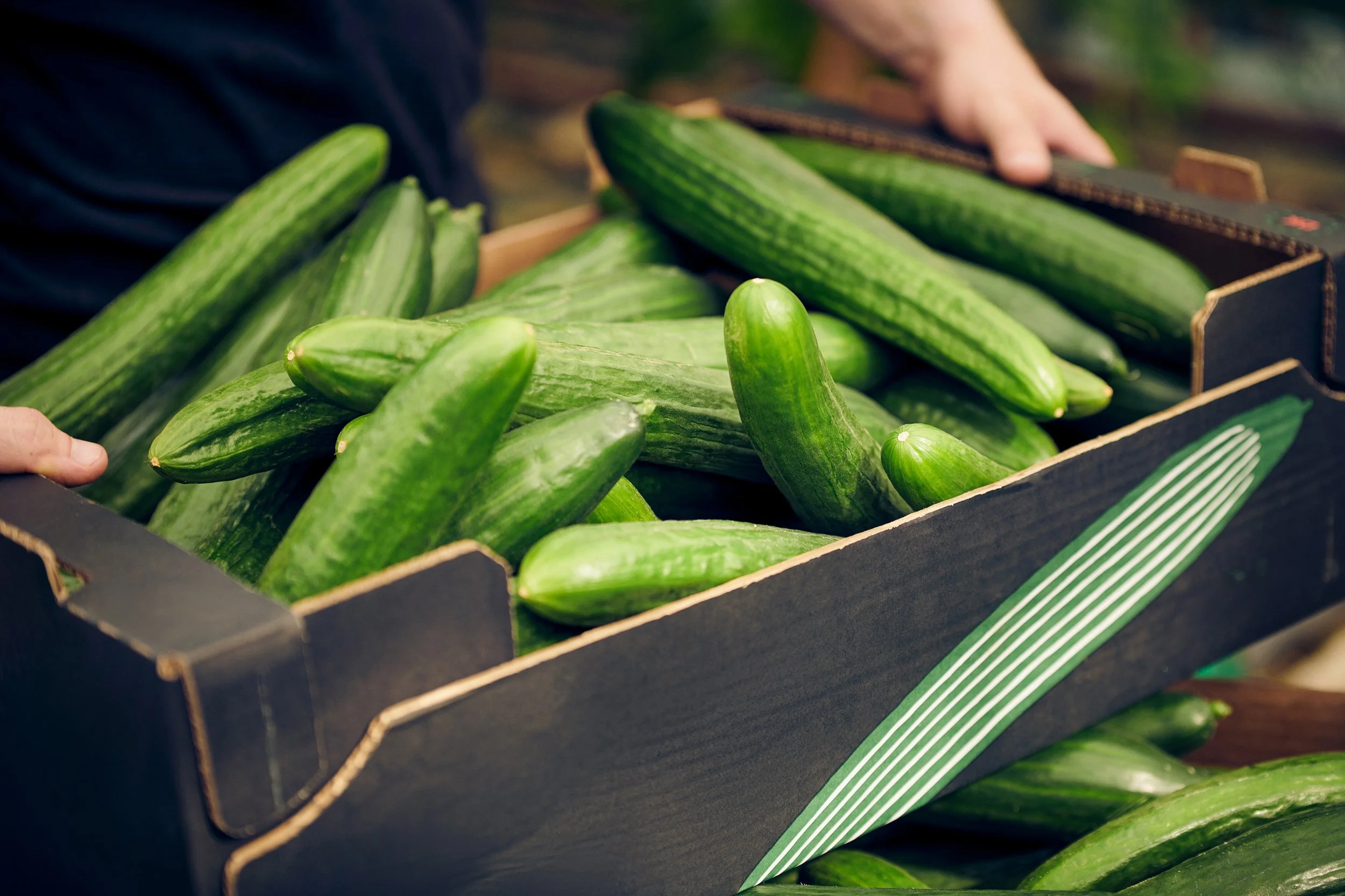 Crate filled with cucumbers