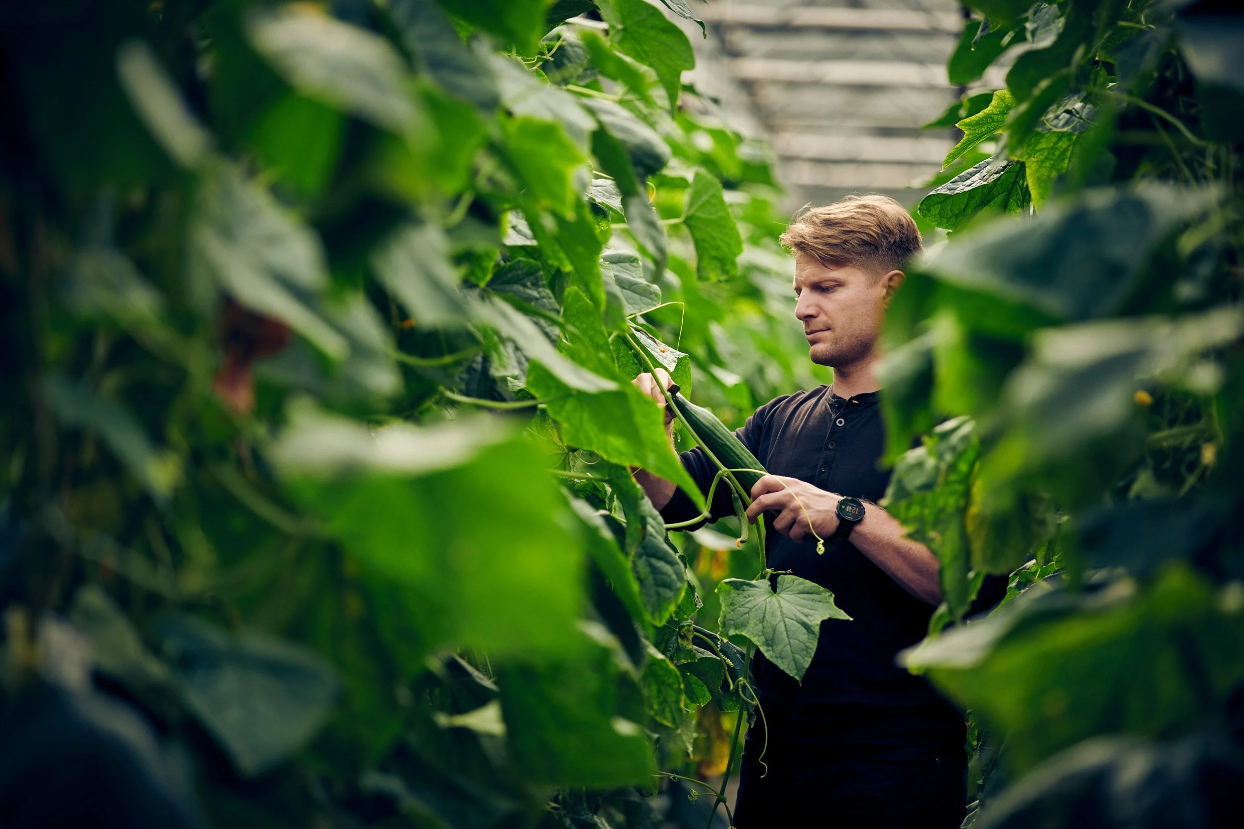 Farmer harvesting cucumbers in greenhouse, Danish food production