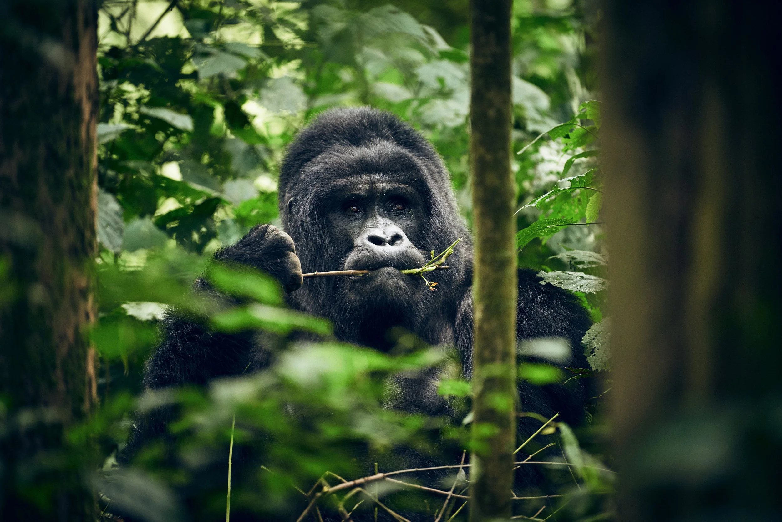 Mountain gorilla partially hidden in forest, observing from natural environment