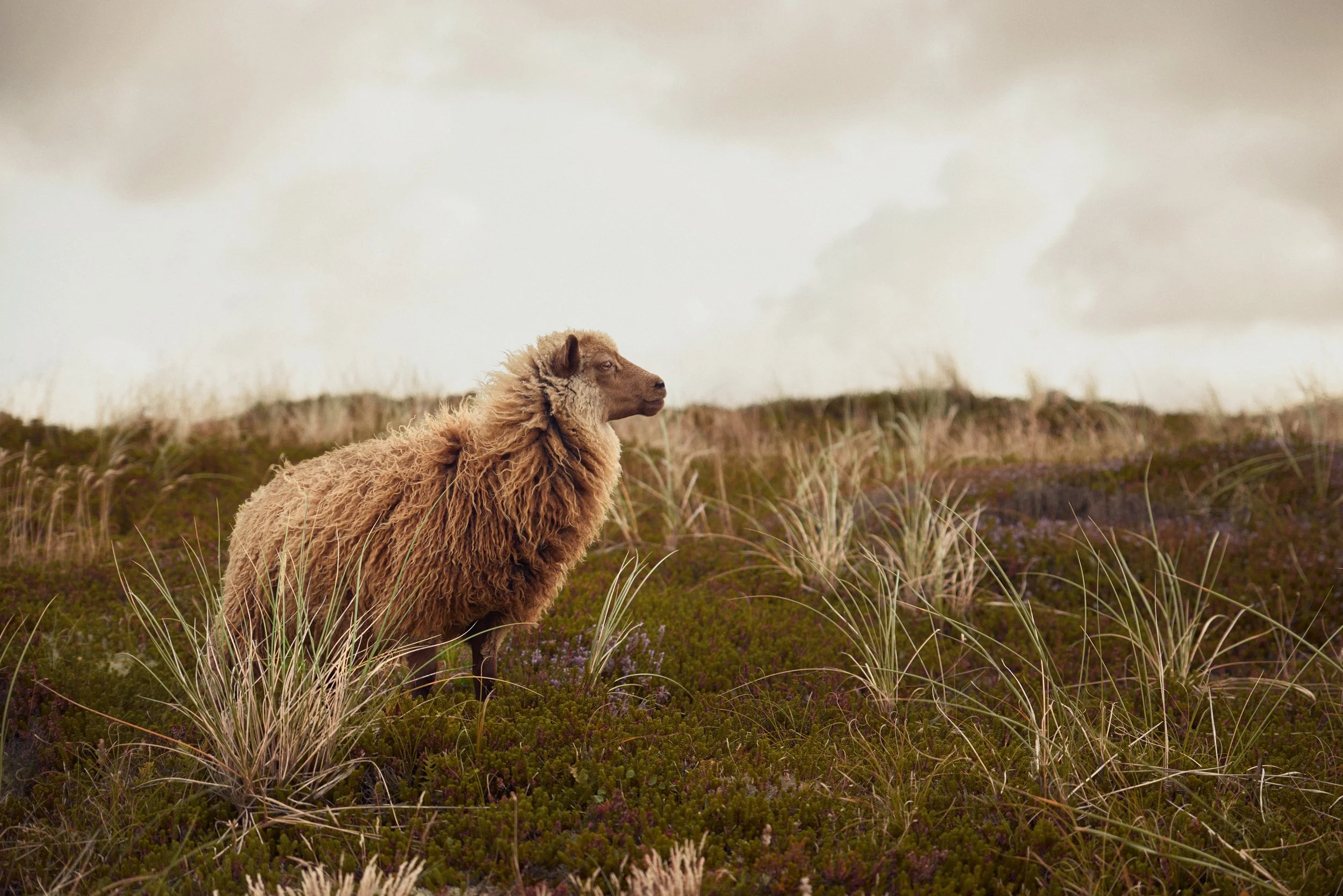 Sheep standing in open landscape, rural nature scene