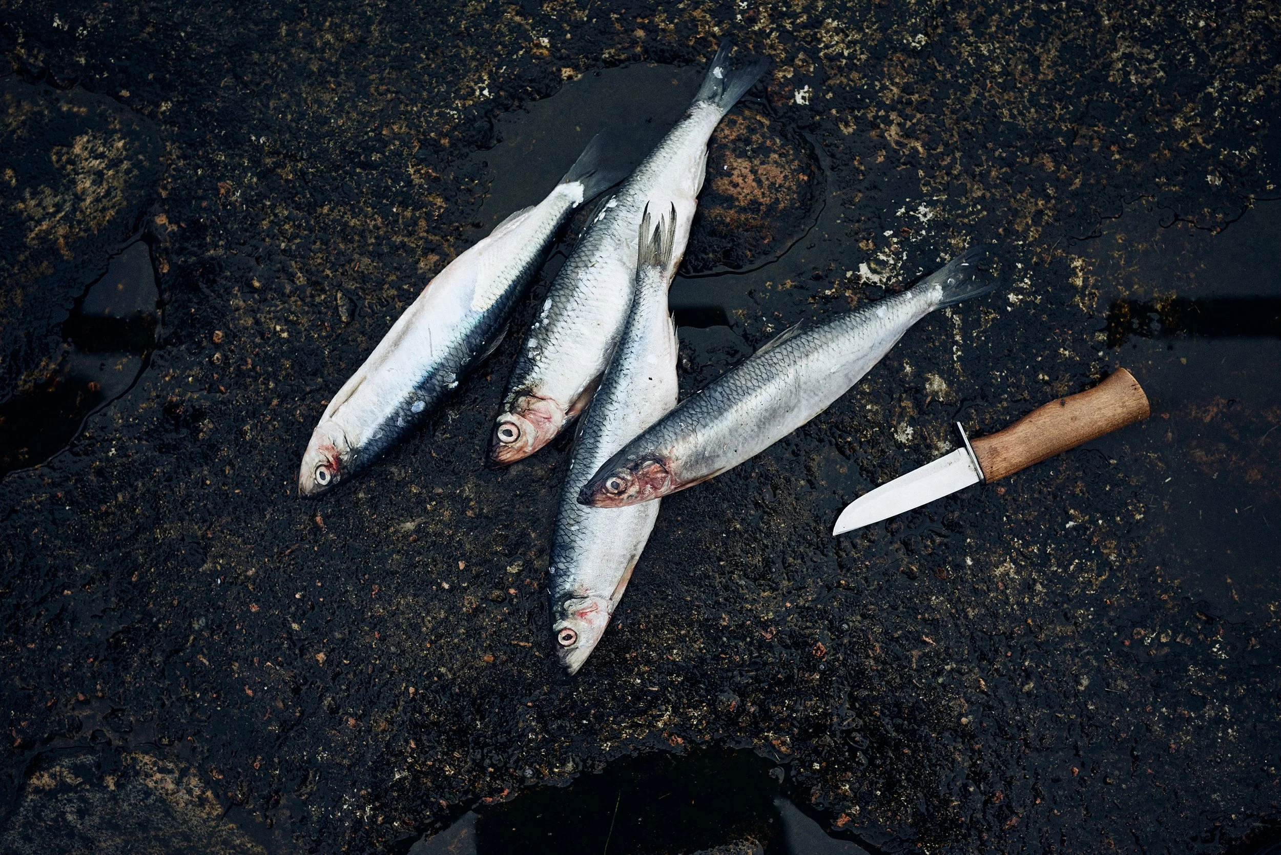 Freshly caught fish on wet rock next to knife, preparation detail at shoreline