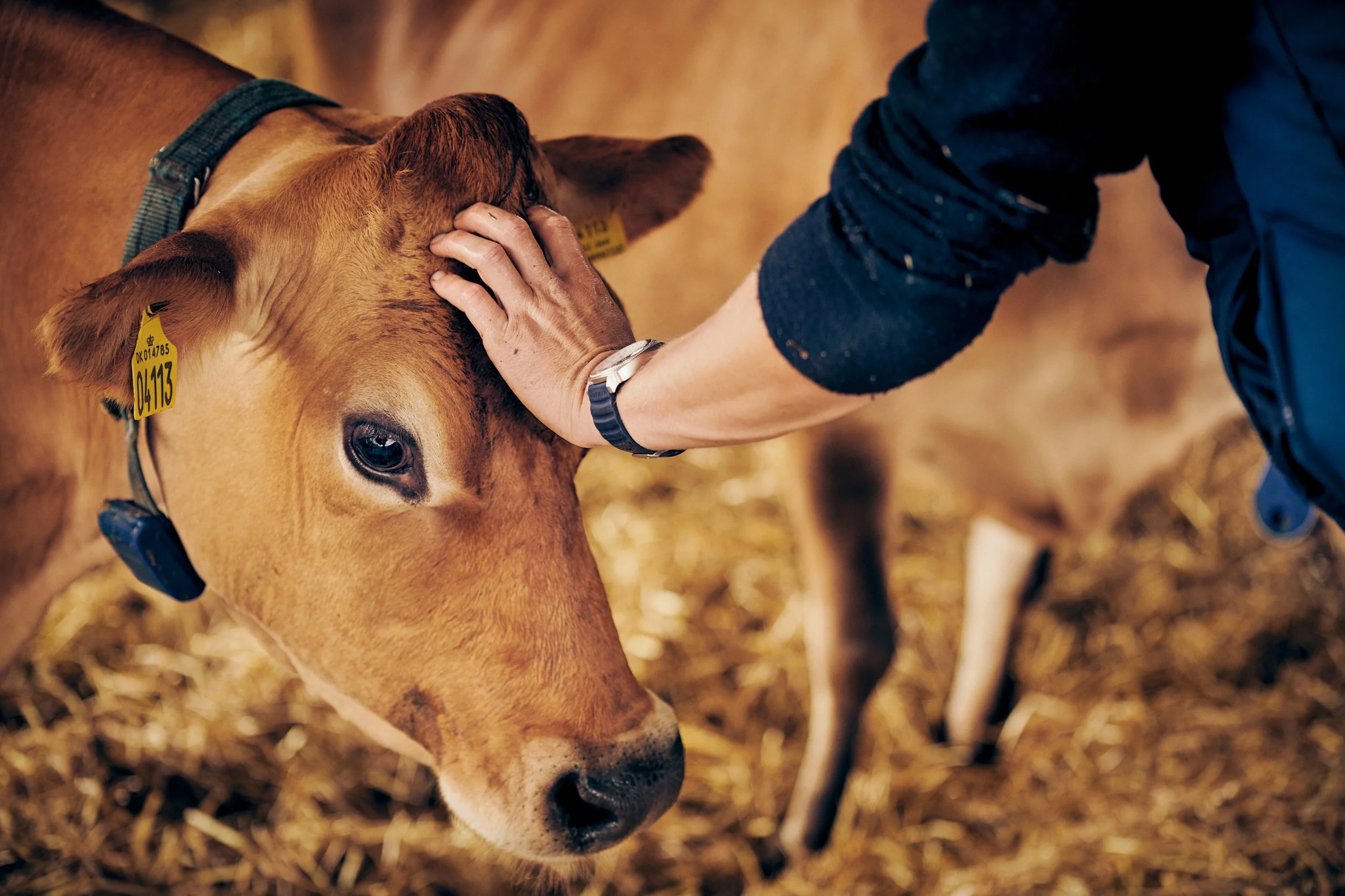 Farmer petting cow in barn, dairy farming