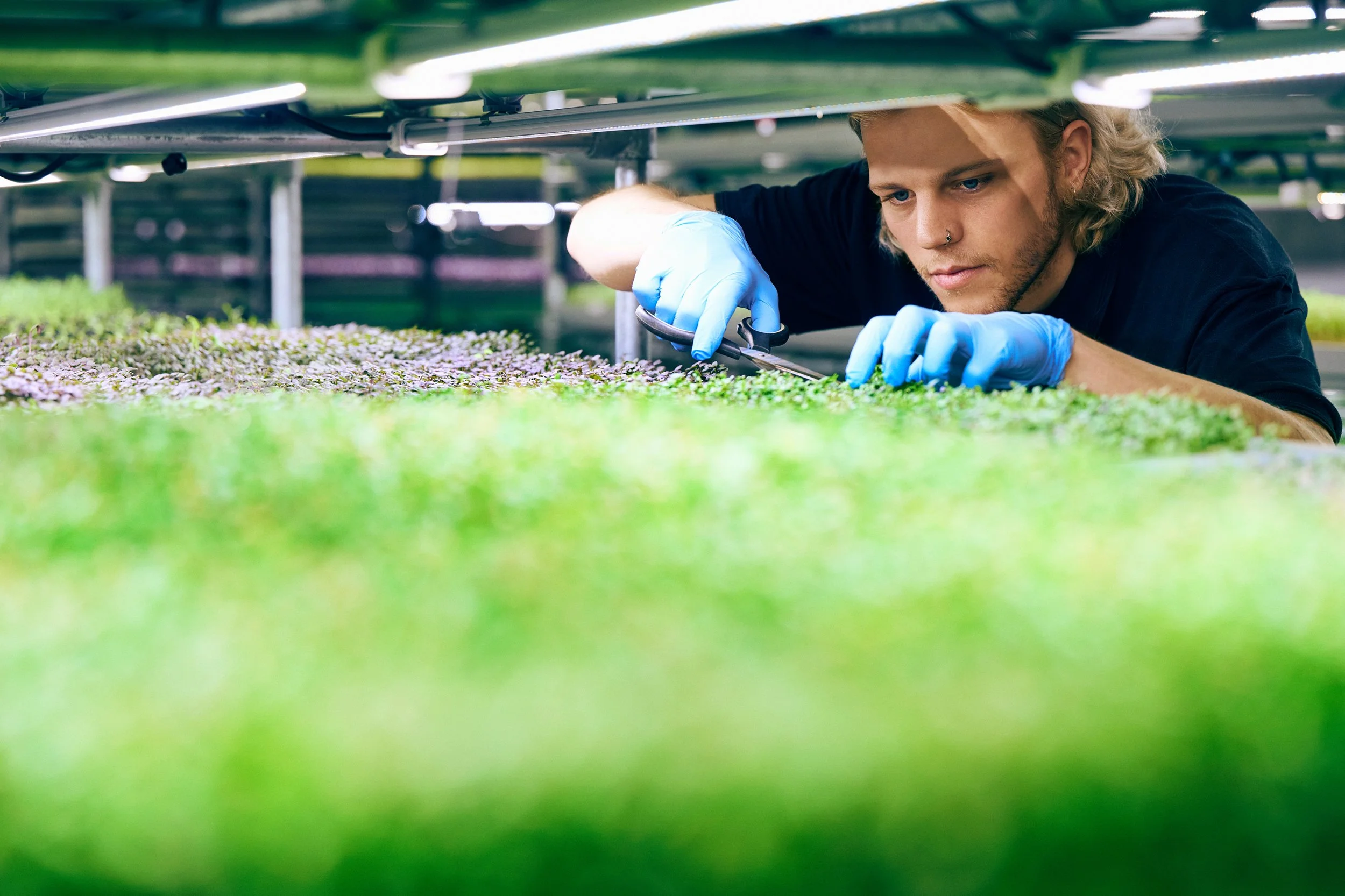 Worker inspecting plants in controlled growing environment, careful handling