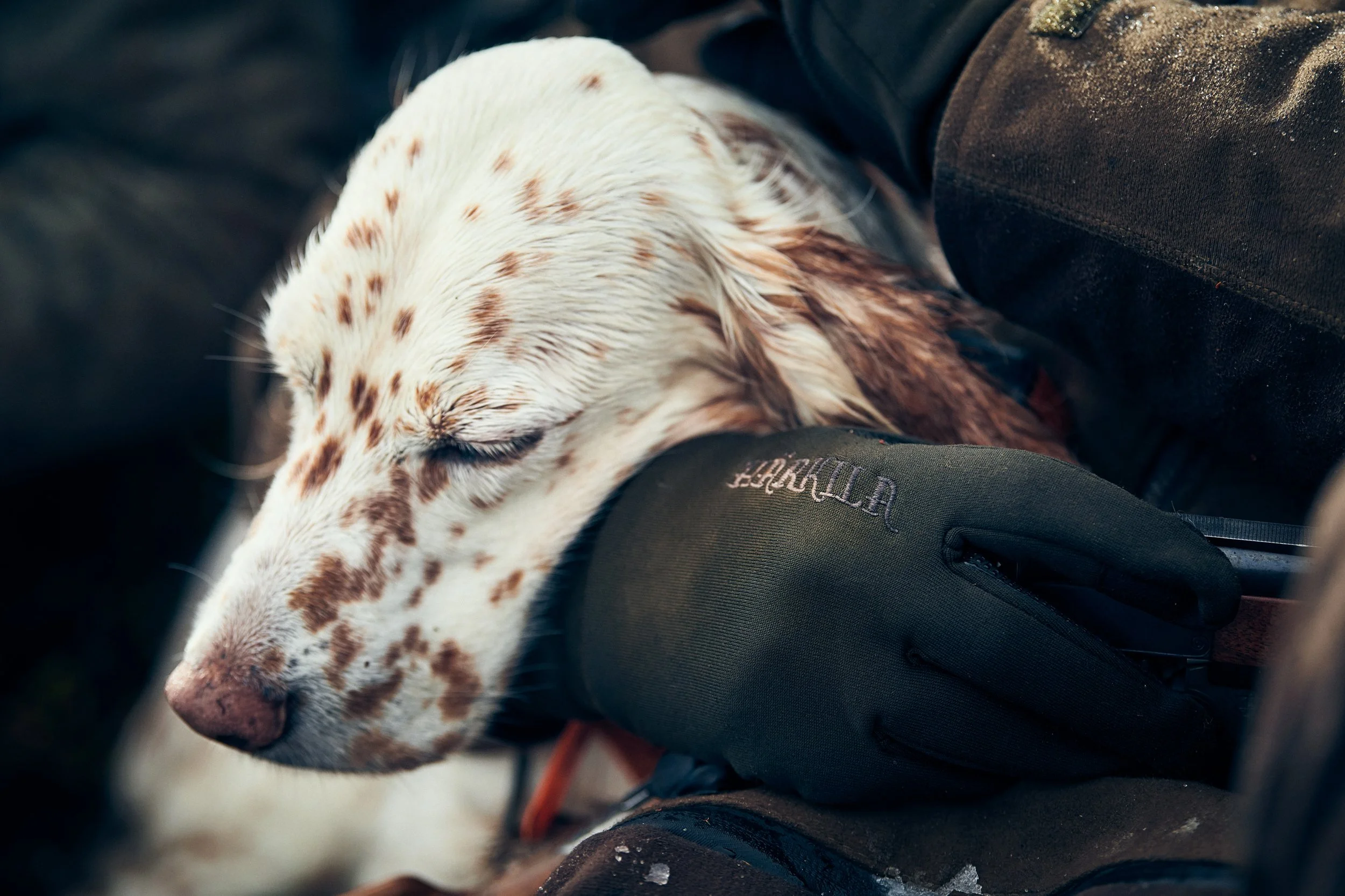 Hunting dog resting with head on gloved hand, calm moment during break in field