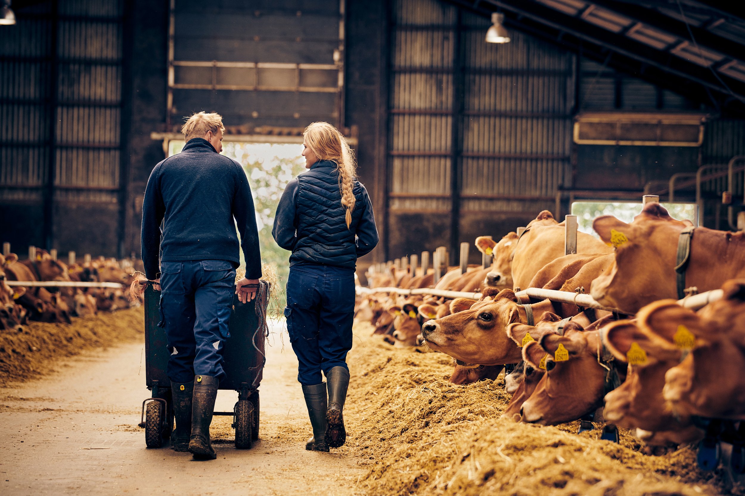 Farmers walking through barn with dairy cows
