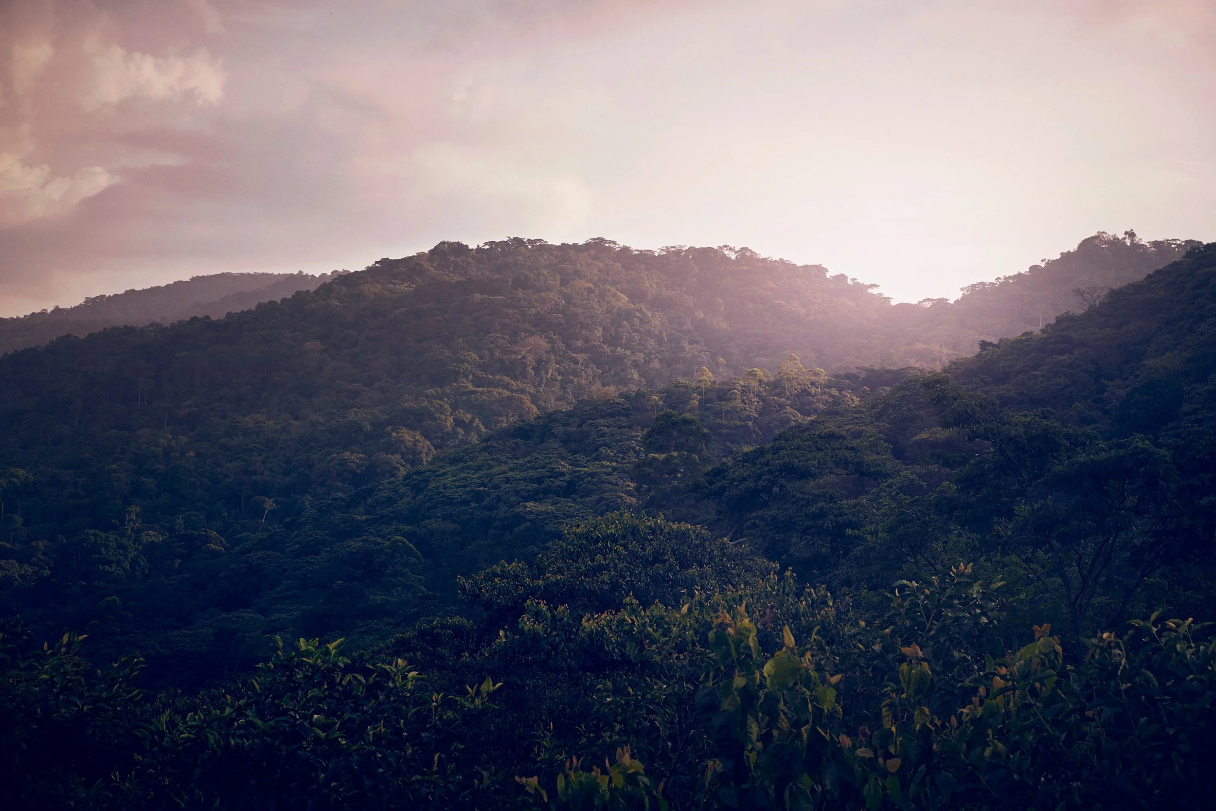 Forest canopy at sunset with soft light over hills, Bwindi landscape