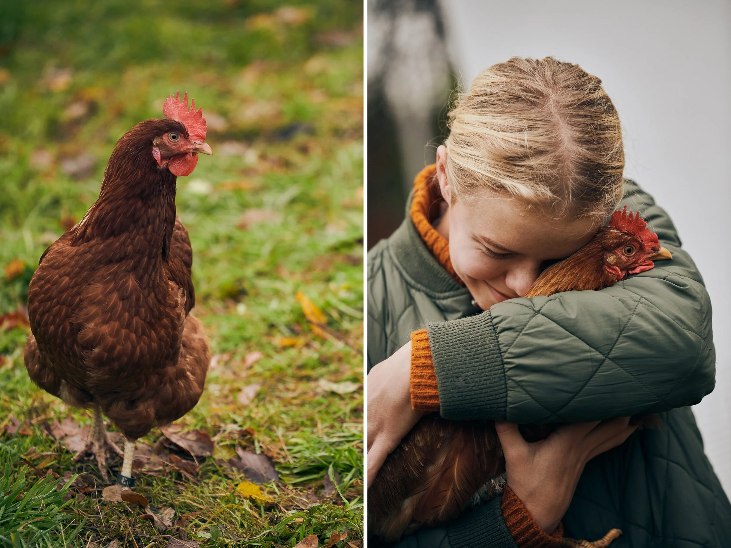 Chicken in garden,Girl holding chicken, everyday farm moment