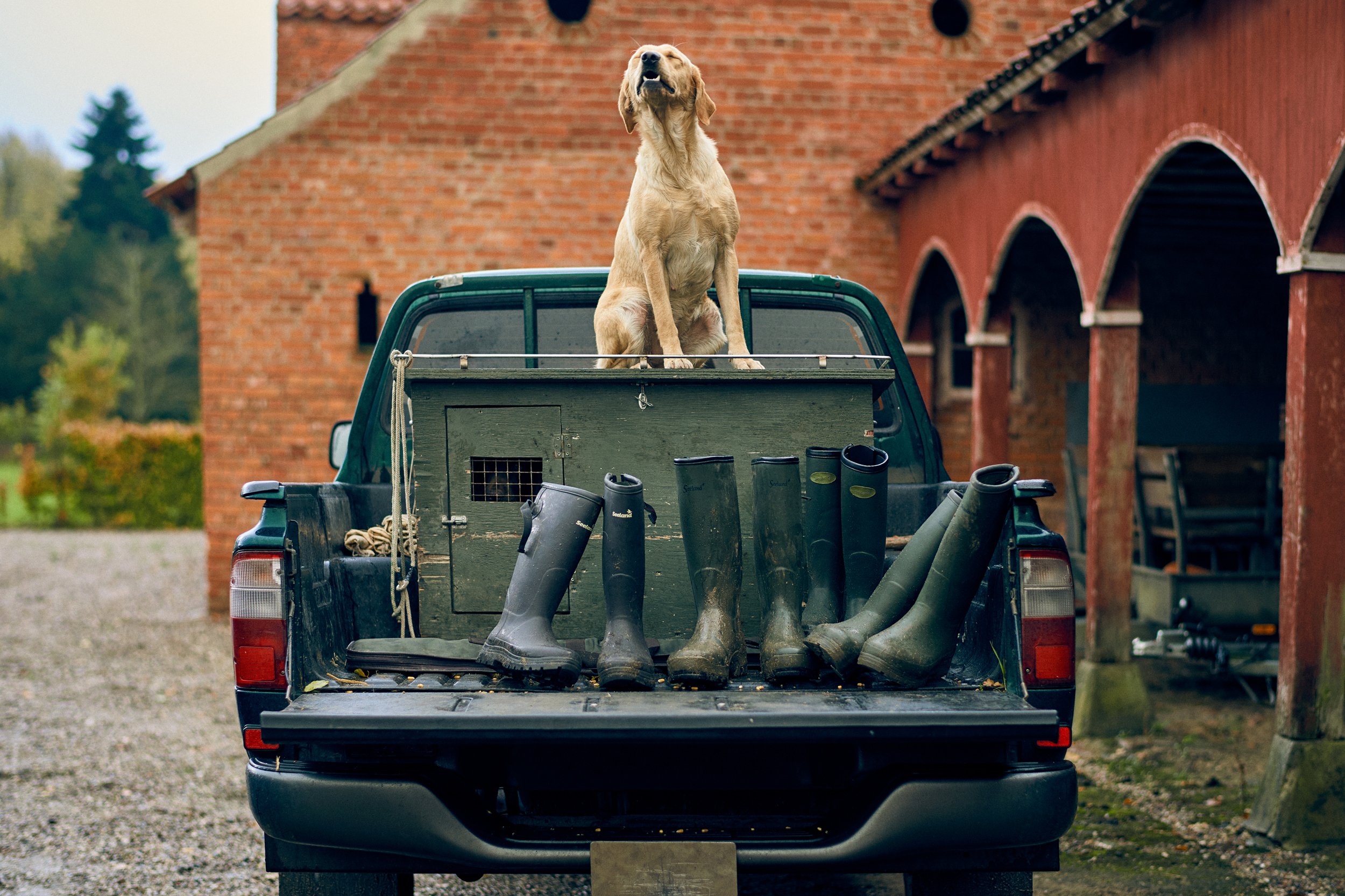 Dog sitting on back of pickup truck among boots and gear, ready for field activity