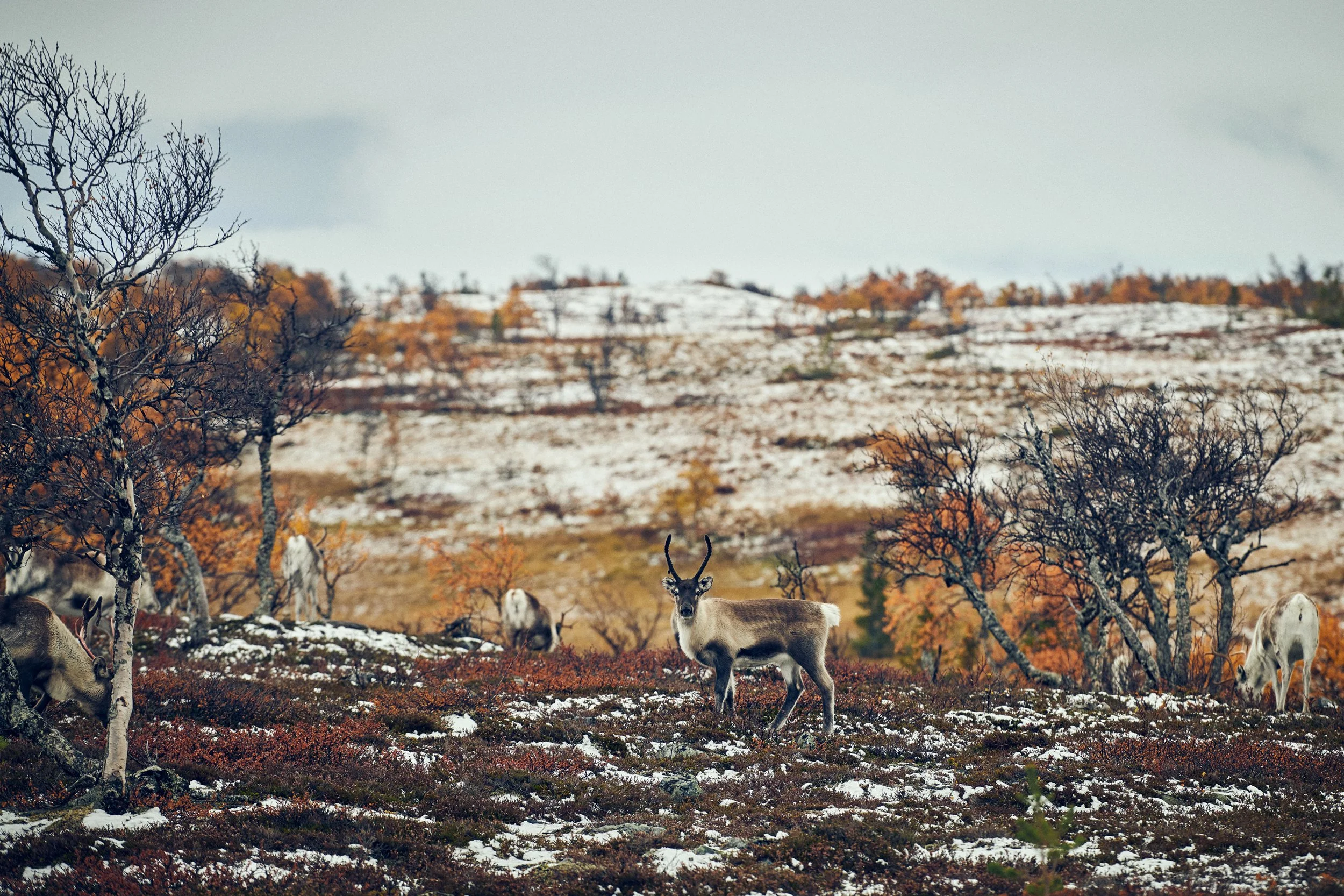 Reindeer moving across open arctic landscape, wide view of terrain and vegetation