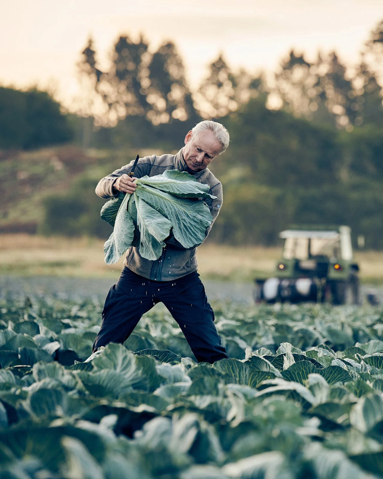 An older man harvesting cabbage in a field at sunset, with a small utility vehicle in the background.