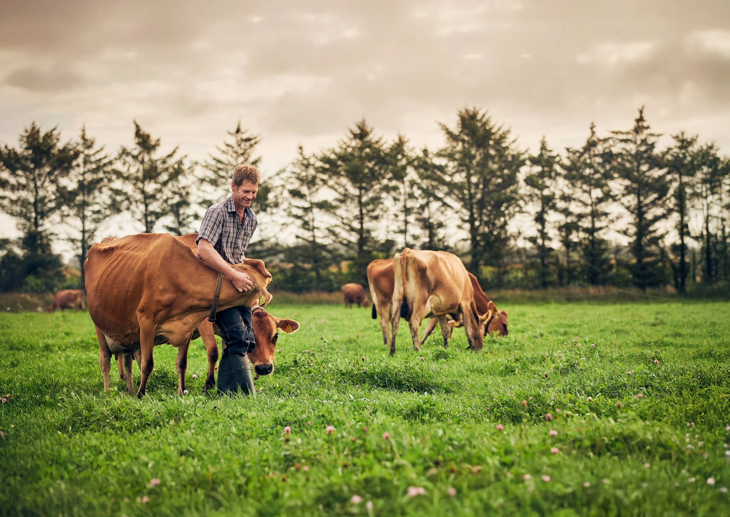 Farmer guiding cows in field, dairy farming
