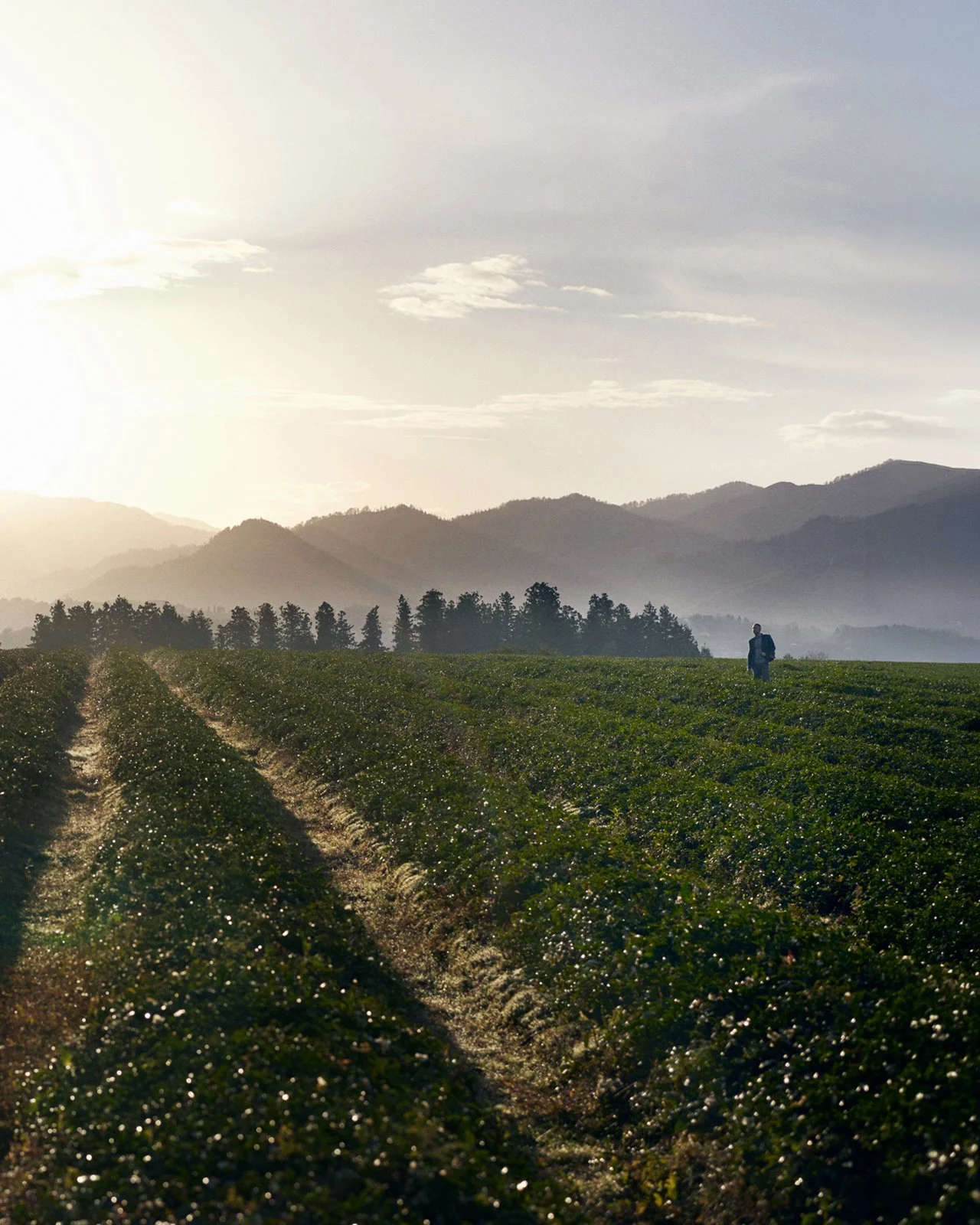 A person walking through a green farm field with mountains in the background and a partly cloudy sky at sunrise or sunset.