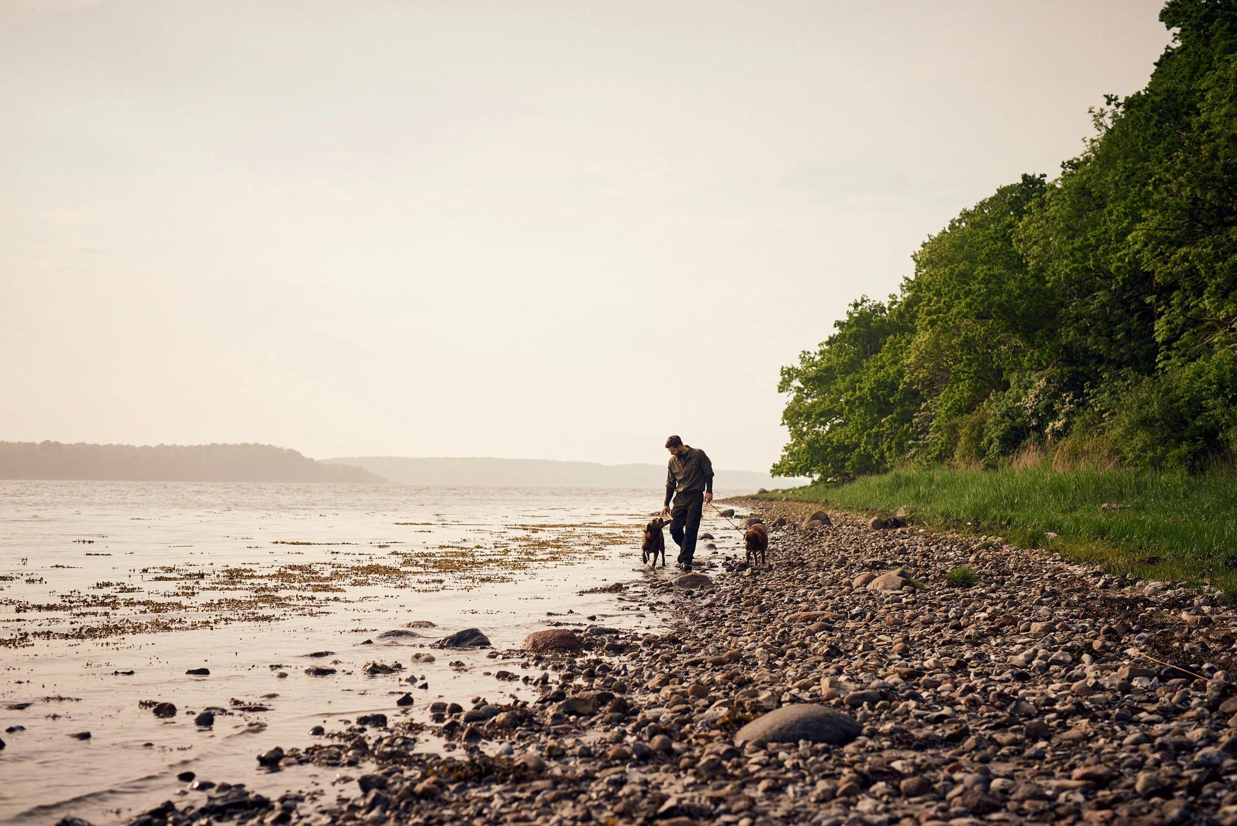 Man walking along rocky shoreline with dogs, solitary movement in coastal landscape