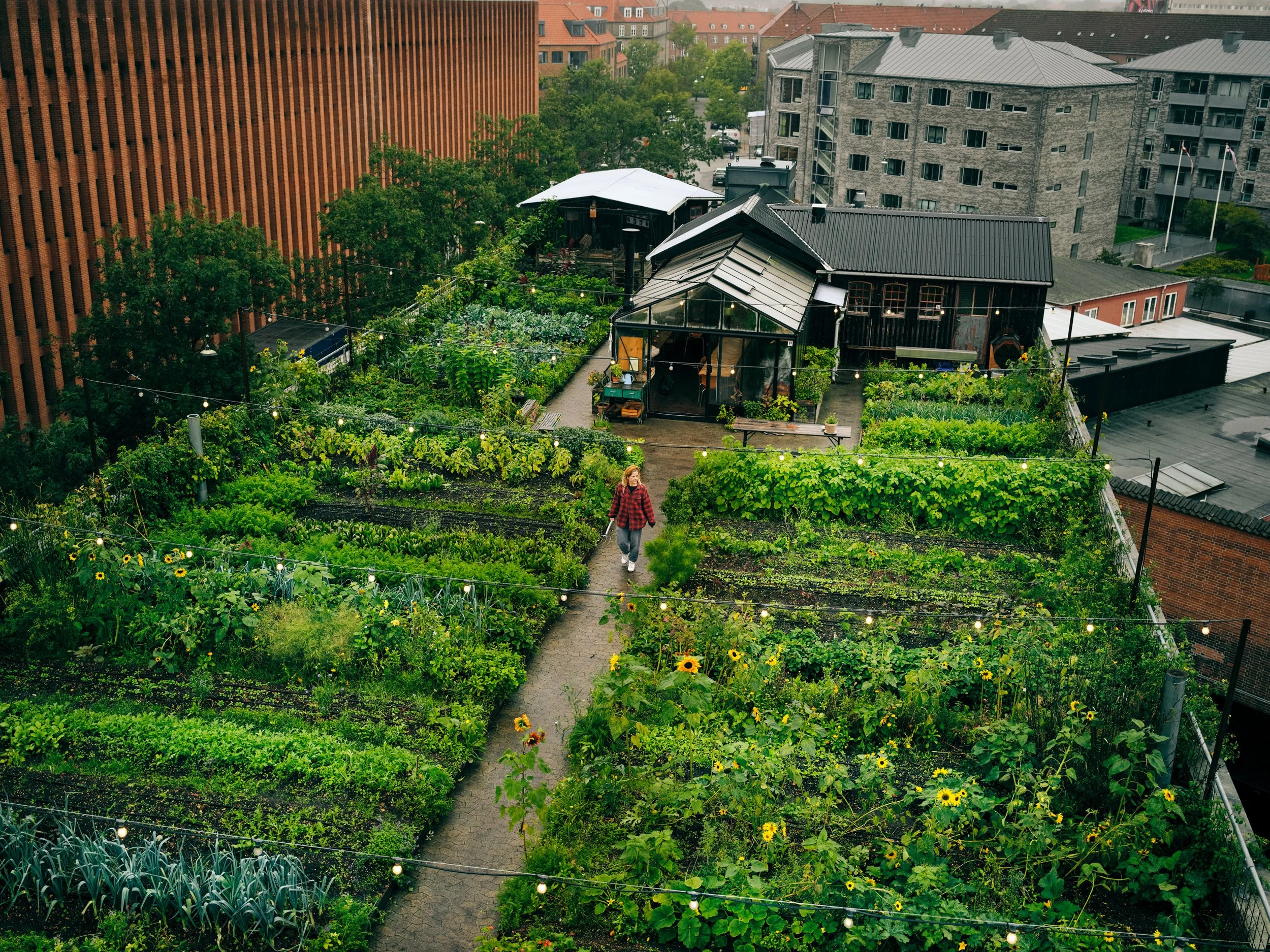 Urban rooftop garden with planted beds and small house surrounded by city buildings