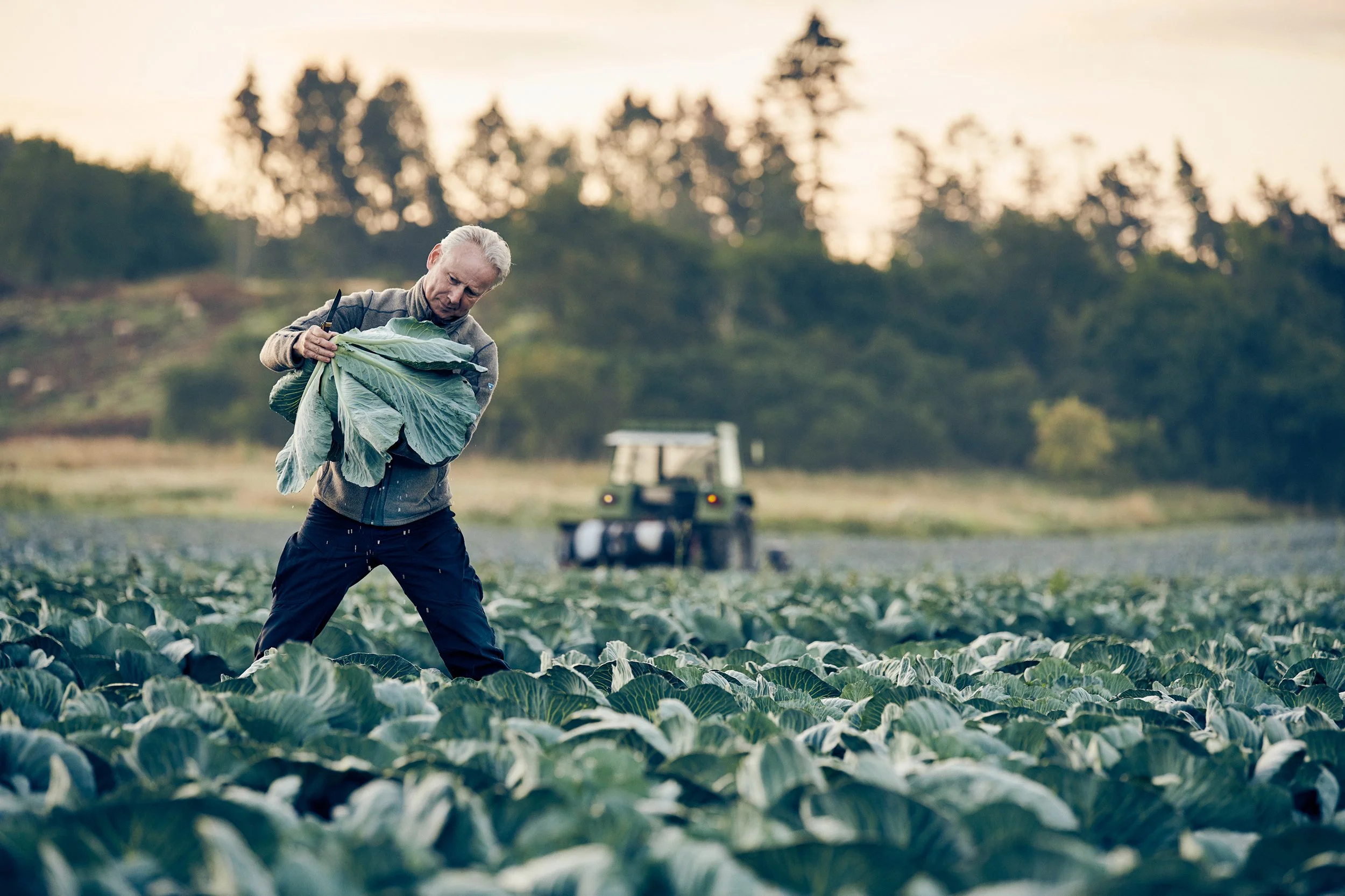 Farmer harvesting cabbage in field, Danish food production for Coop