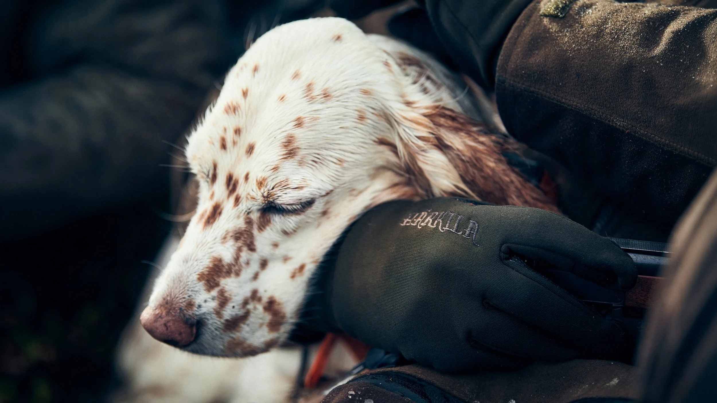 A close-up of a white and brown speckled dog sleeping with its head resting on a person's lap, who is wearing black pants.