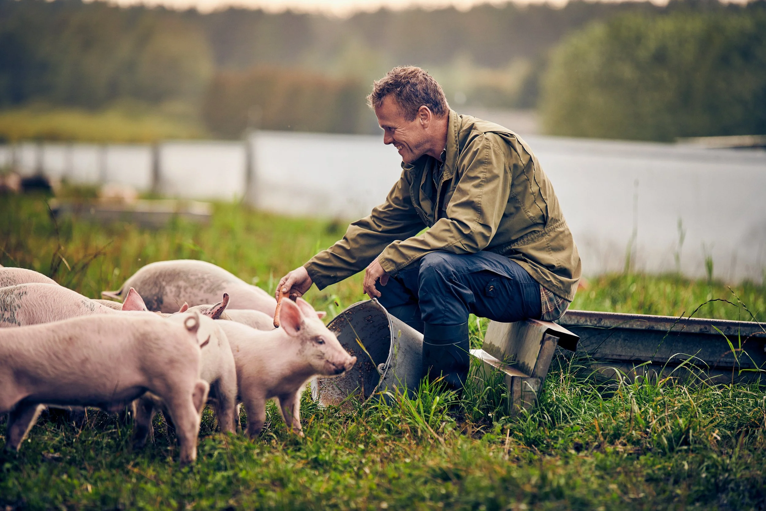 Farmer feeding pigs in field, Danish organic farming