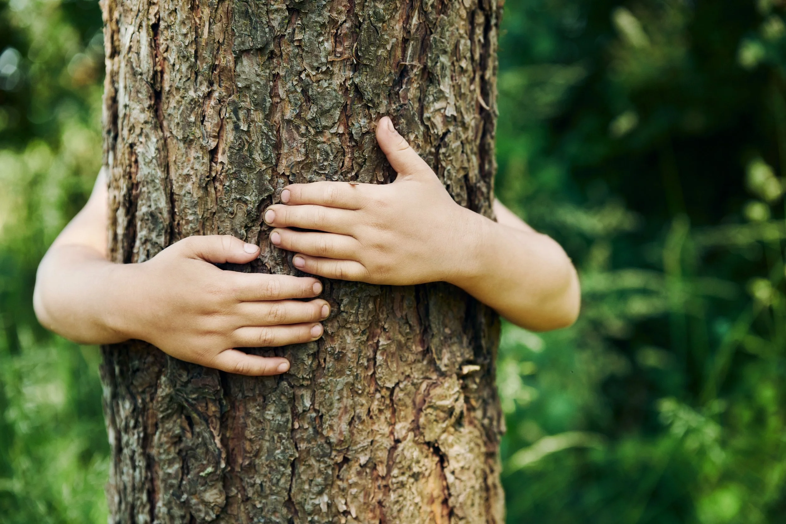 Child hugging tree in forest, nature interaction