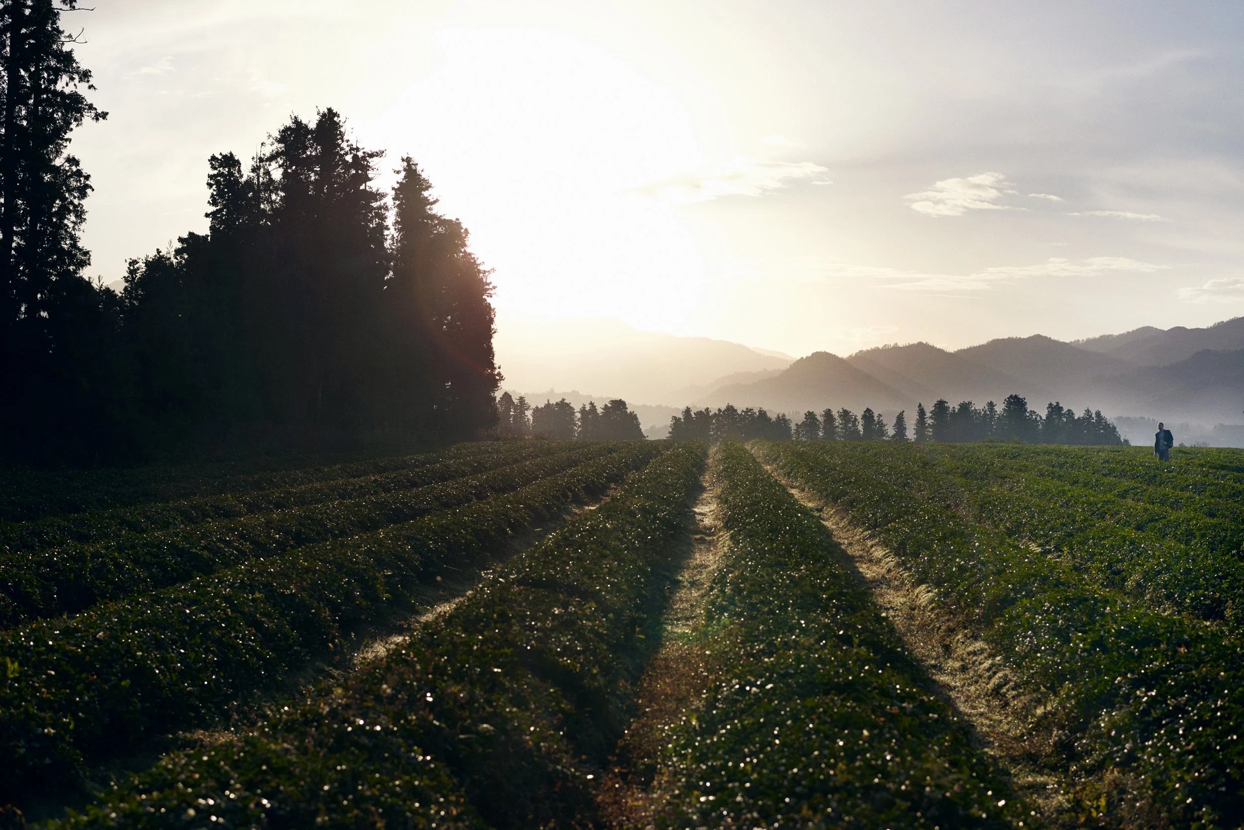 Tea field at sunrise with long rows, landscape and working environment