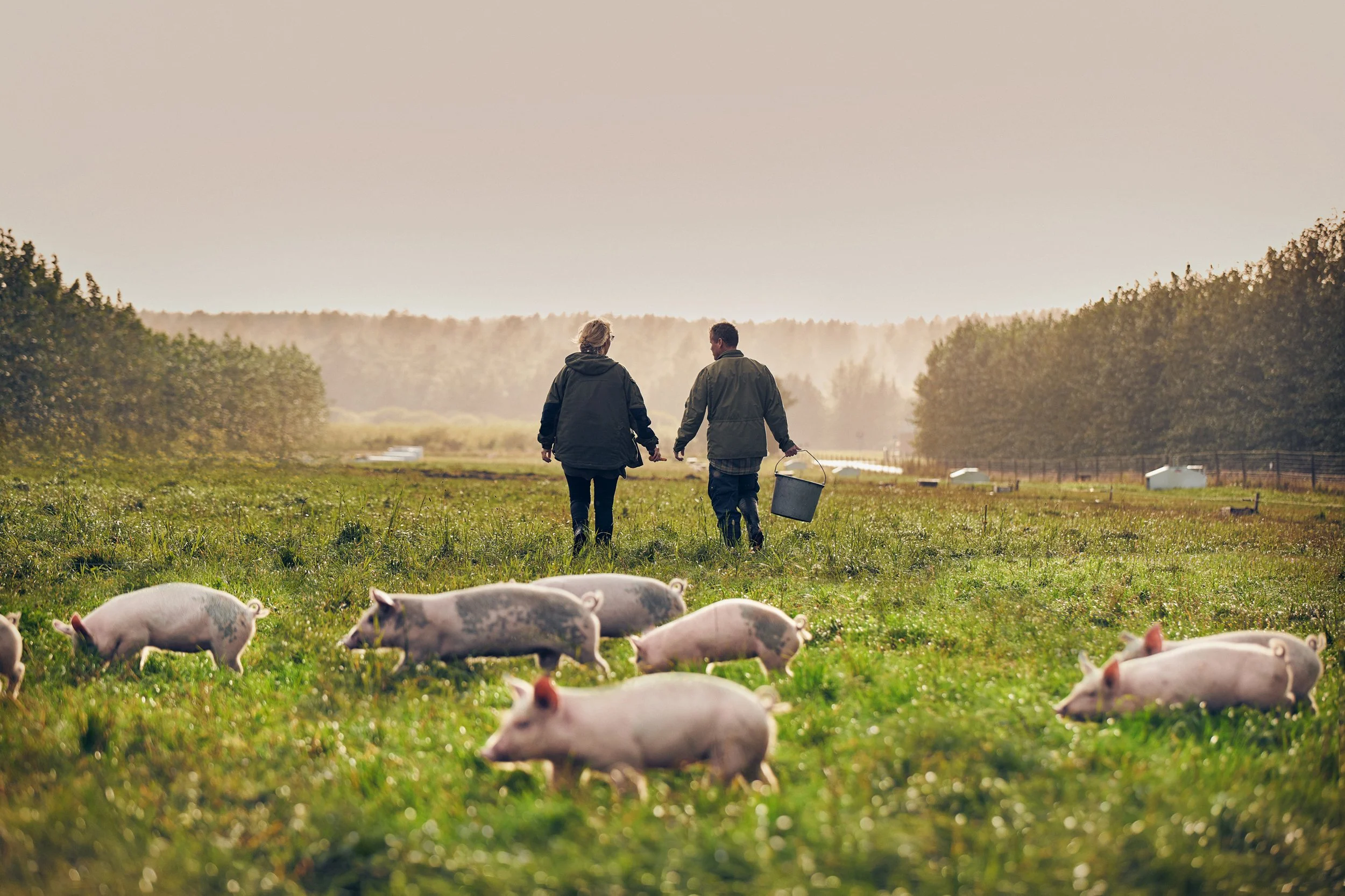 Farmers walking through field with organic pigs, Danish organic farming