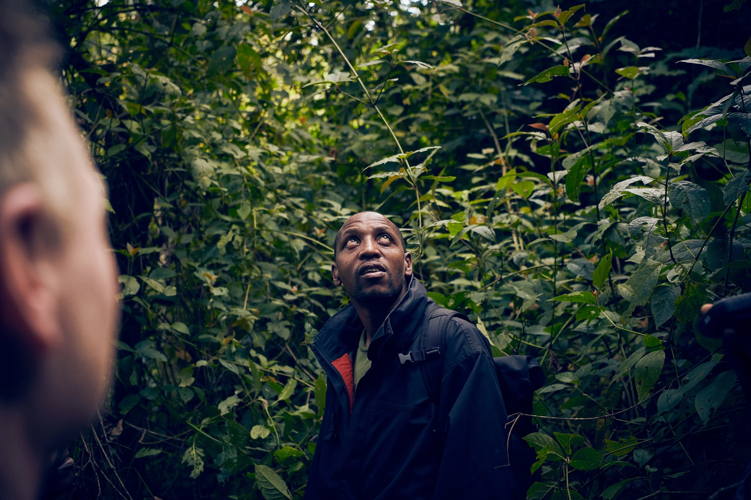 Field worker looking up through dense vegetation, navigating forest terrain
