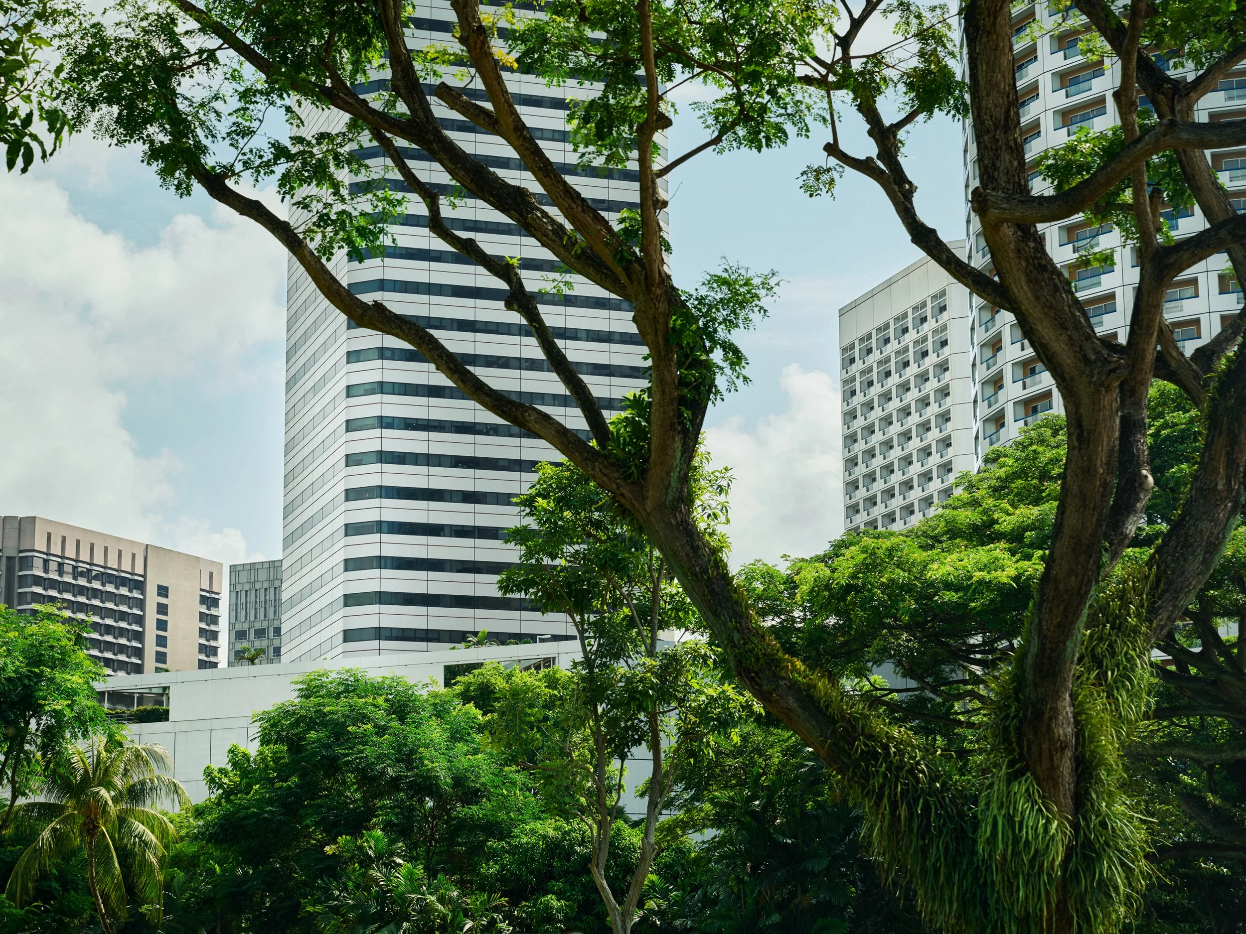 Urban buildings rising behind dense green trees in city environment, contrast between nature and architecture
