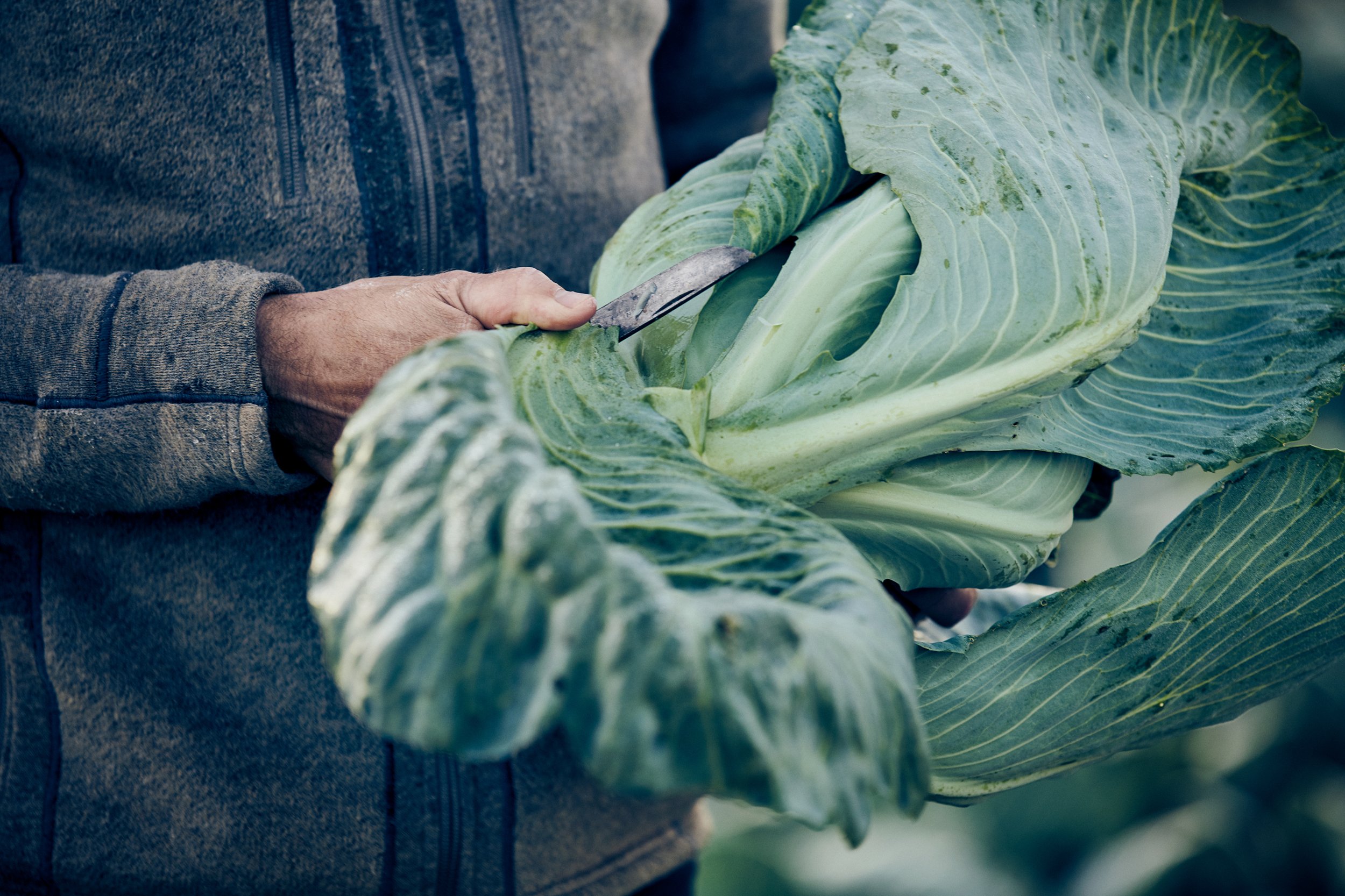 Hands cutting cabbage with knife