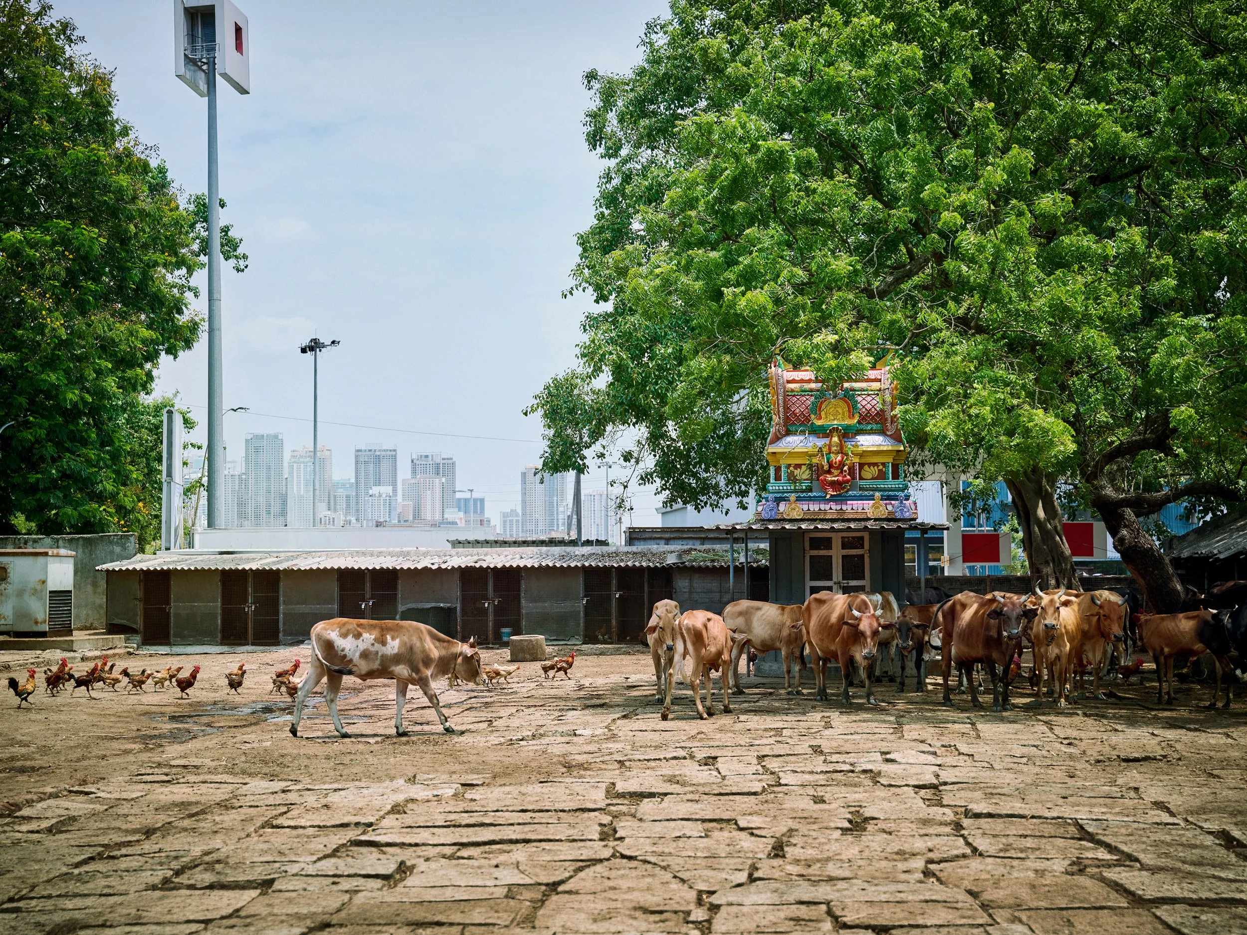 attle standing in courtyard with city skyline in background