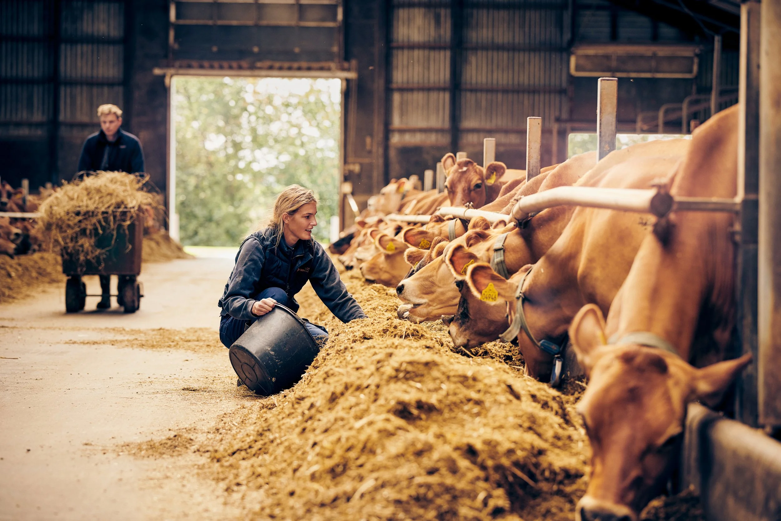Farmer feeding cows in barn, Danish dairy farming