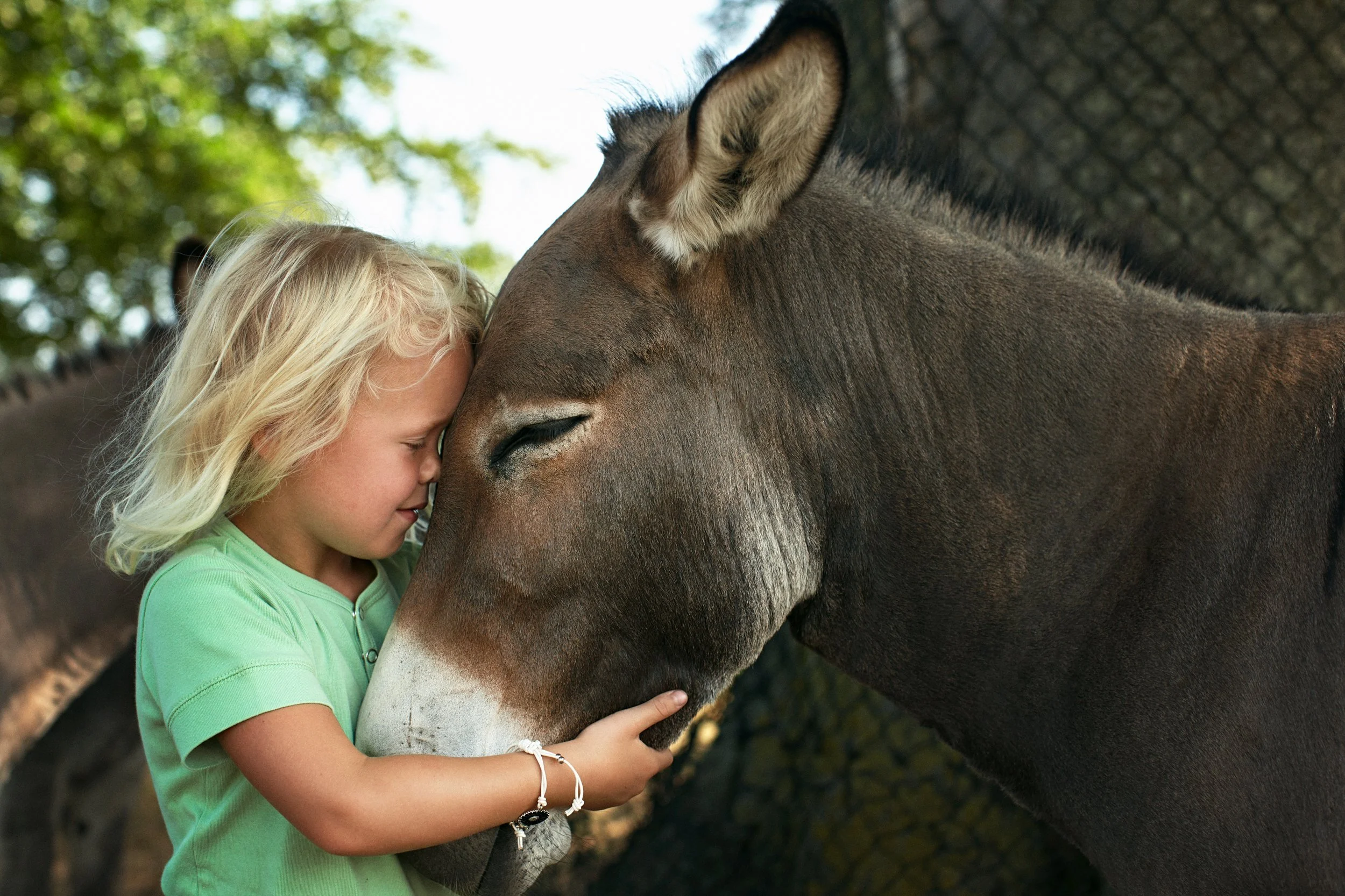 Child holding donkey close, quiet interaction with animal