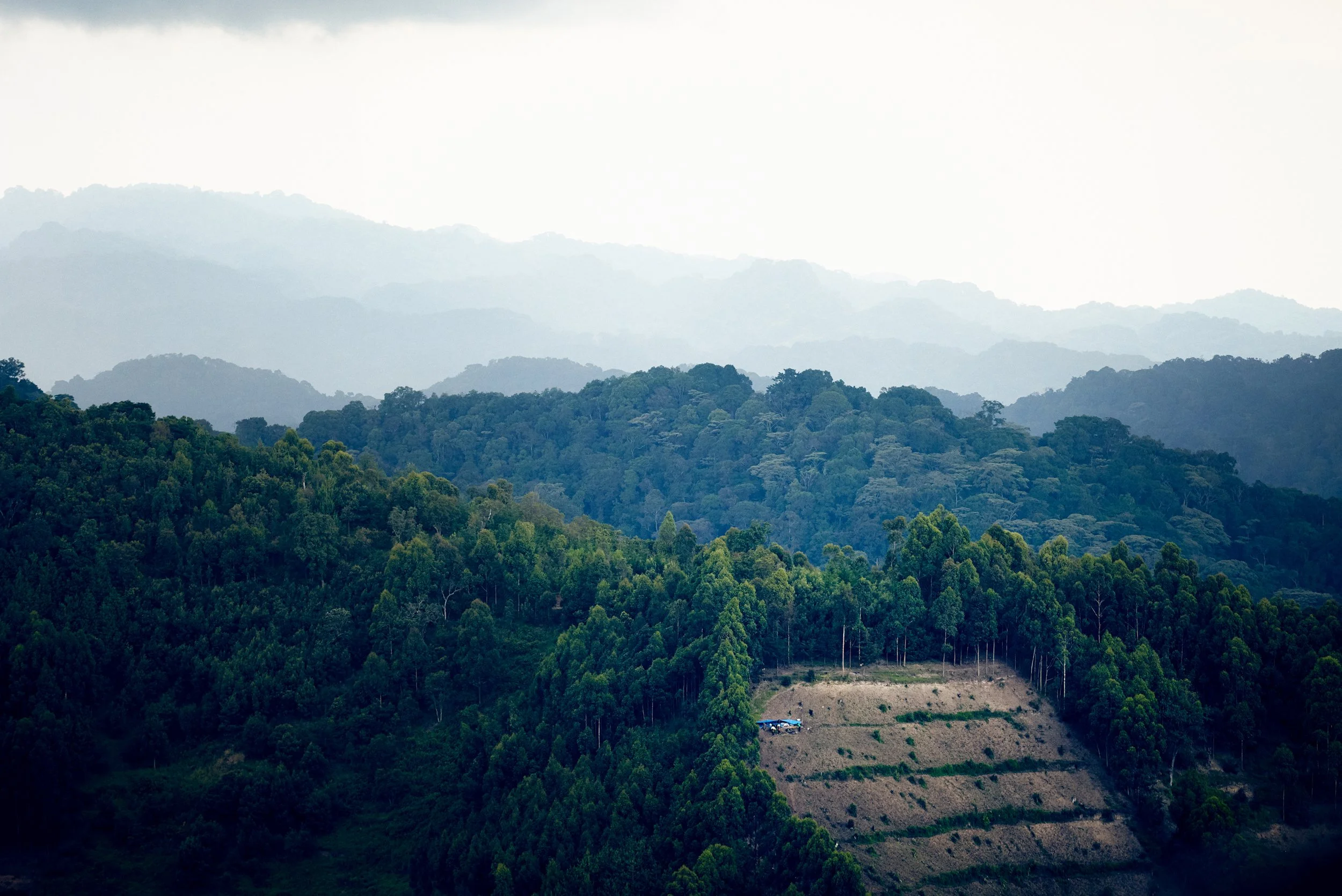 Layered forest landscape with cultivated clearing, Bwindi region at dawn