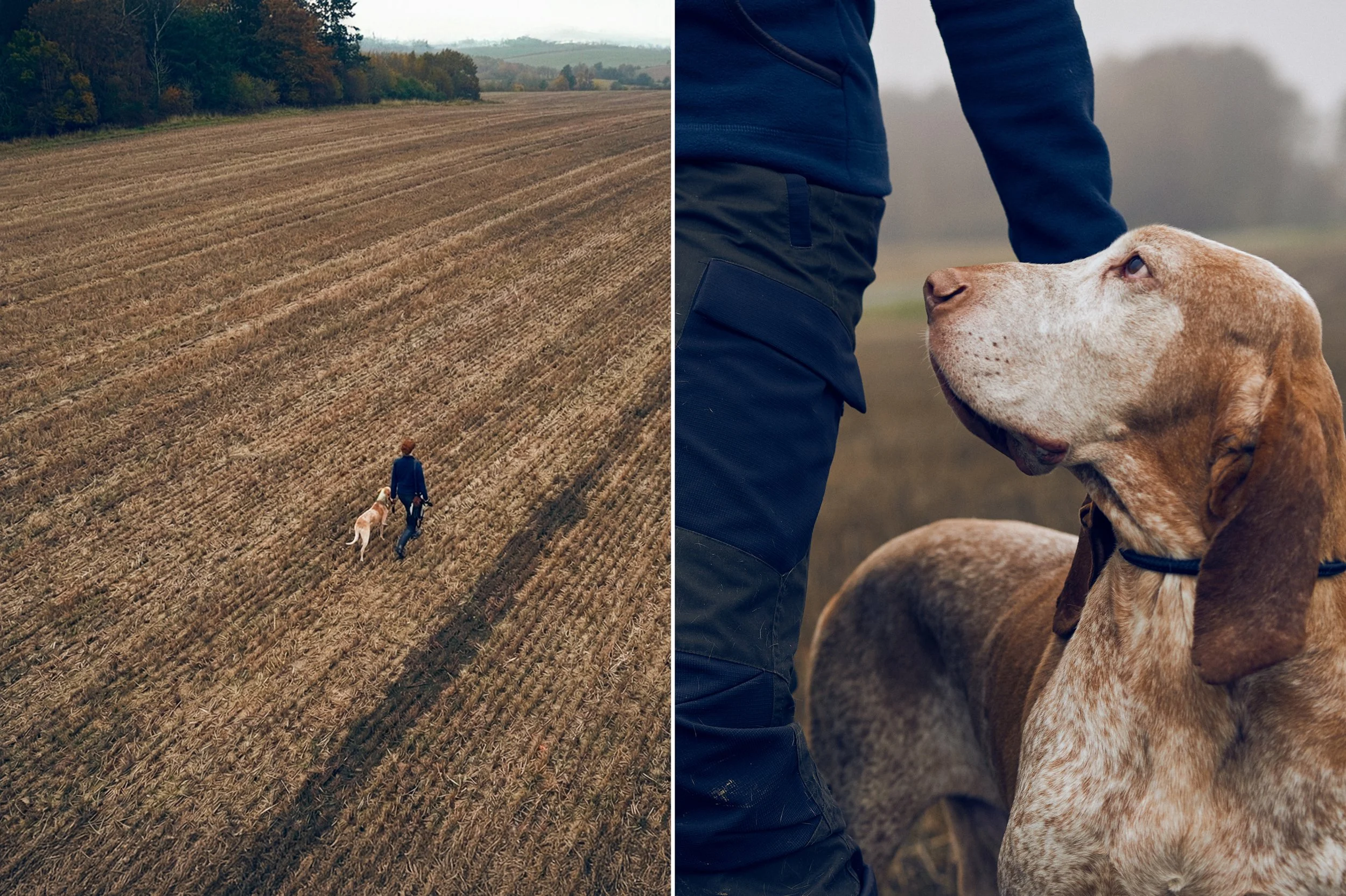 Left: Person walking with dog across harvested field, distant landscape view
Right: Close-up of hunting dog looking up at handler, attentive interaction