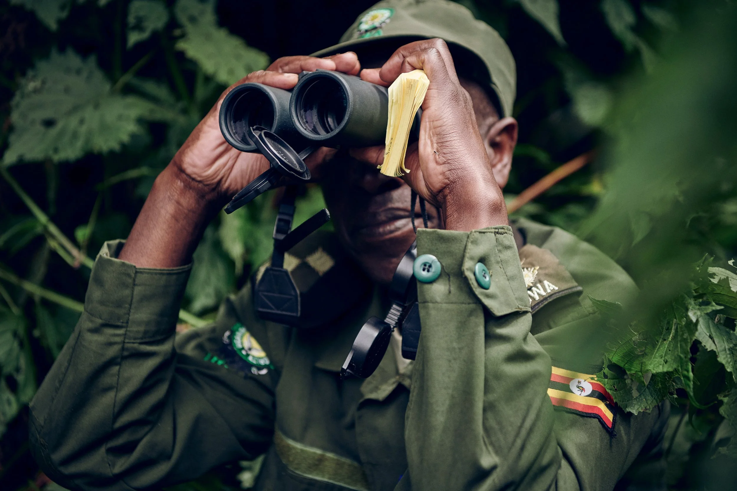 Ranger using binoculars in dense vegetation, monitoring wildlife in habitat